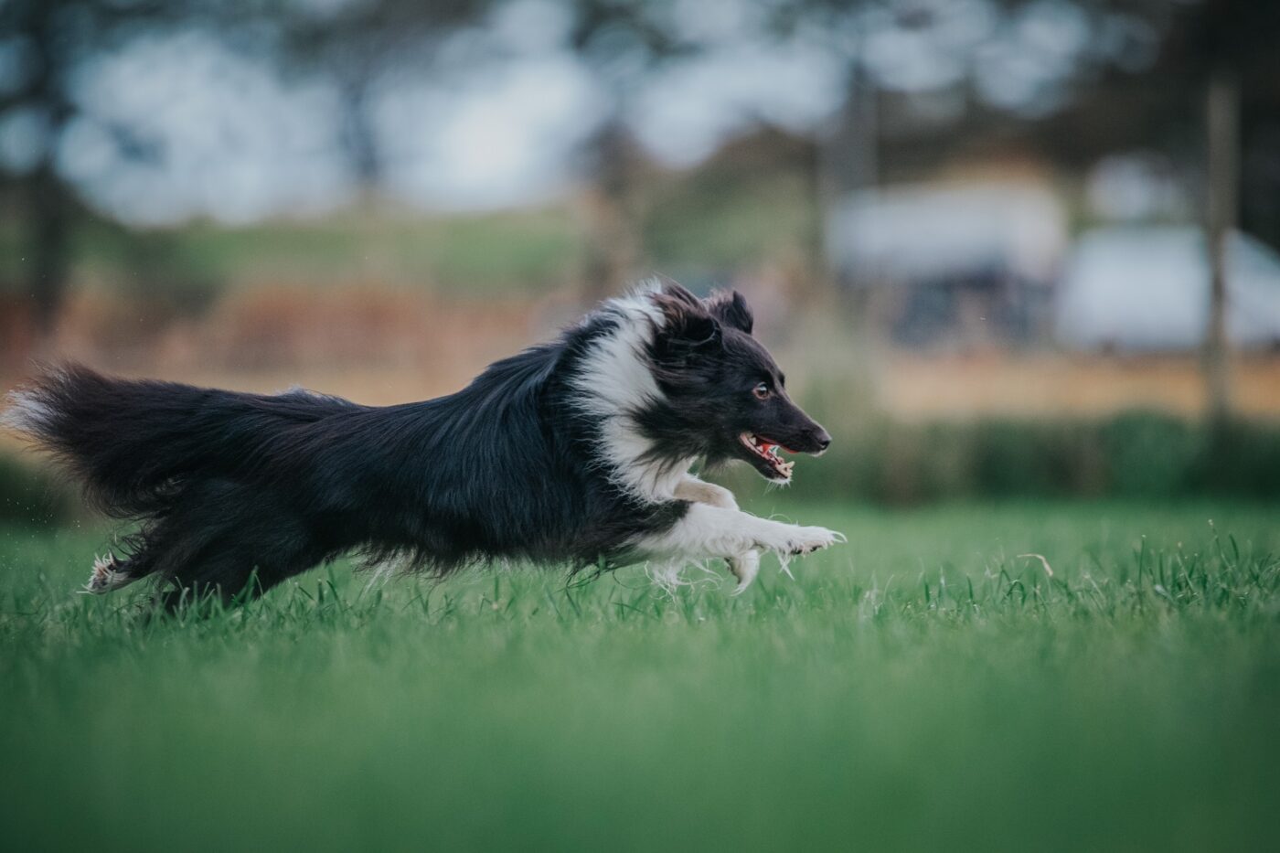 How to Care for Active Dogs