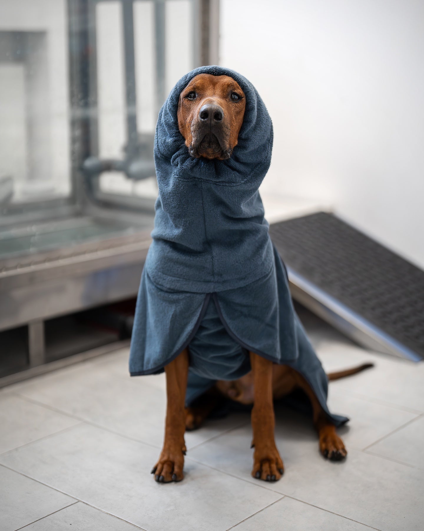 Miten fysioterapia auttaa koiraasi pysymään elämänsä kunnossa?