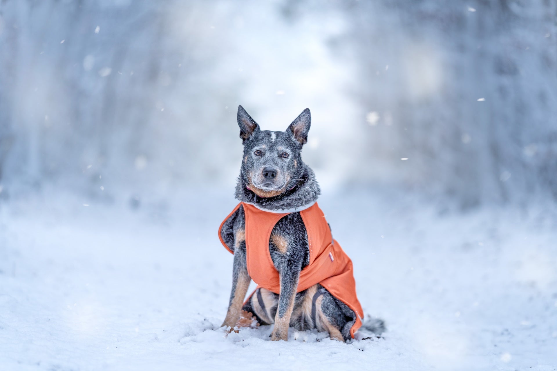 Ystävämyynti verkossa