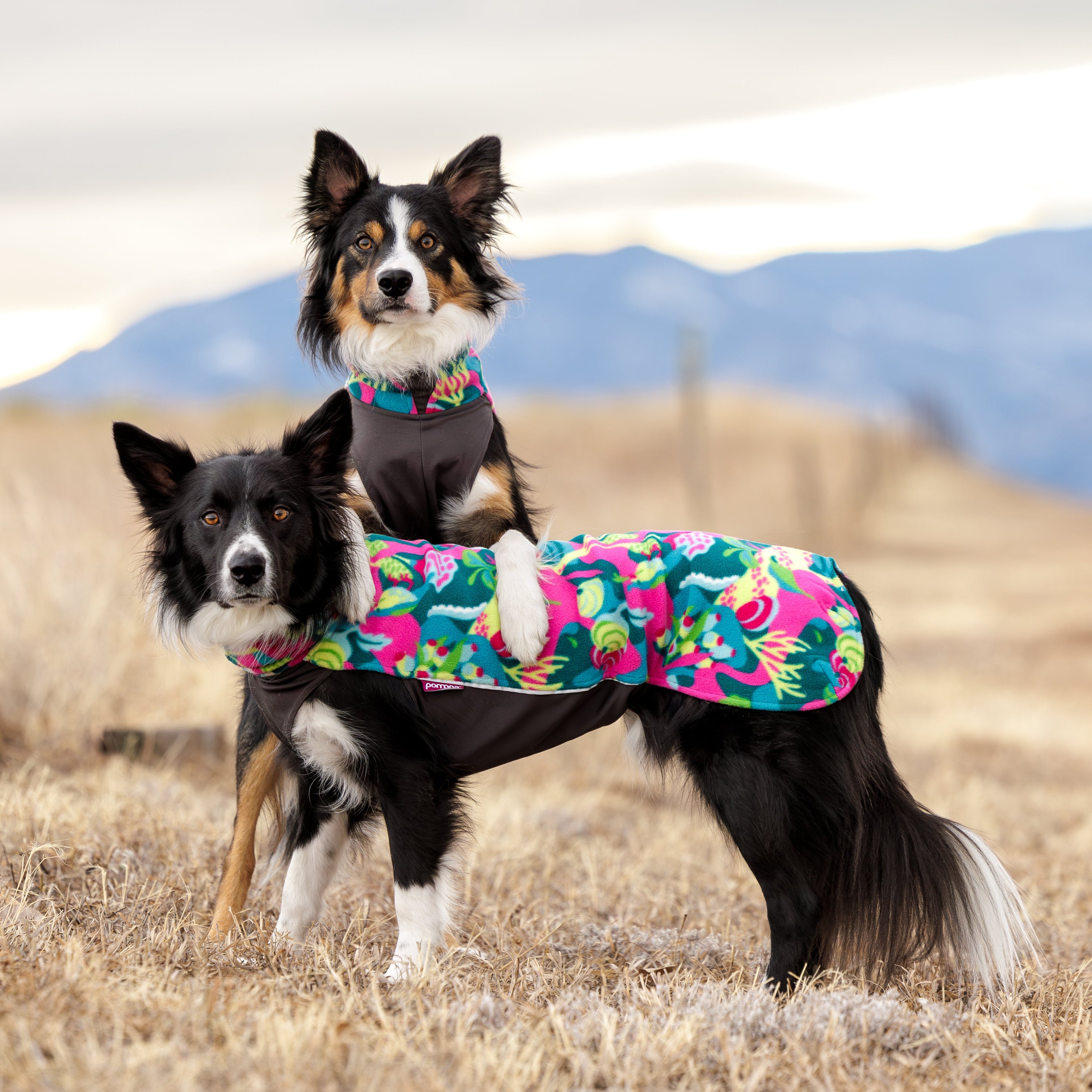 JumppaPomppa on joustava ja monipuolinen koiran lämpöpaita.