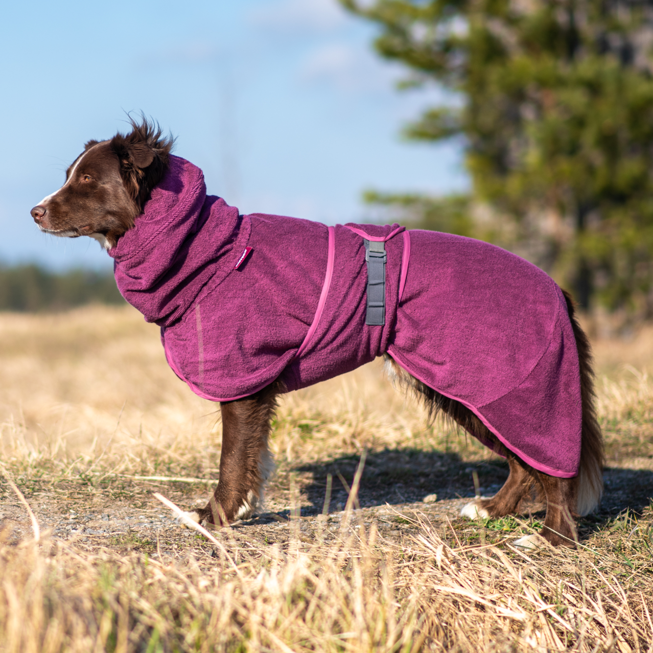 Dog standing on a field wearing plum coloured BathPomppa bathrobe