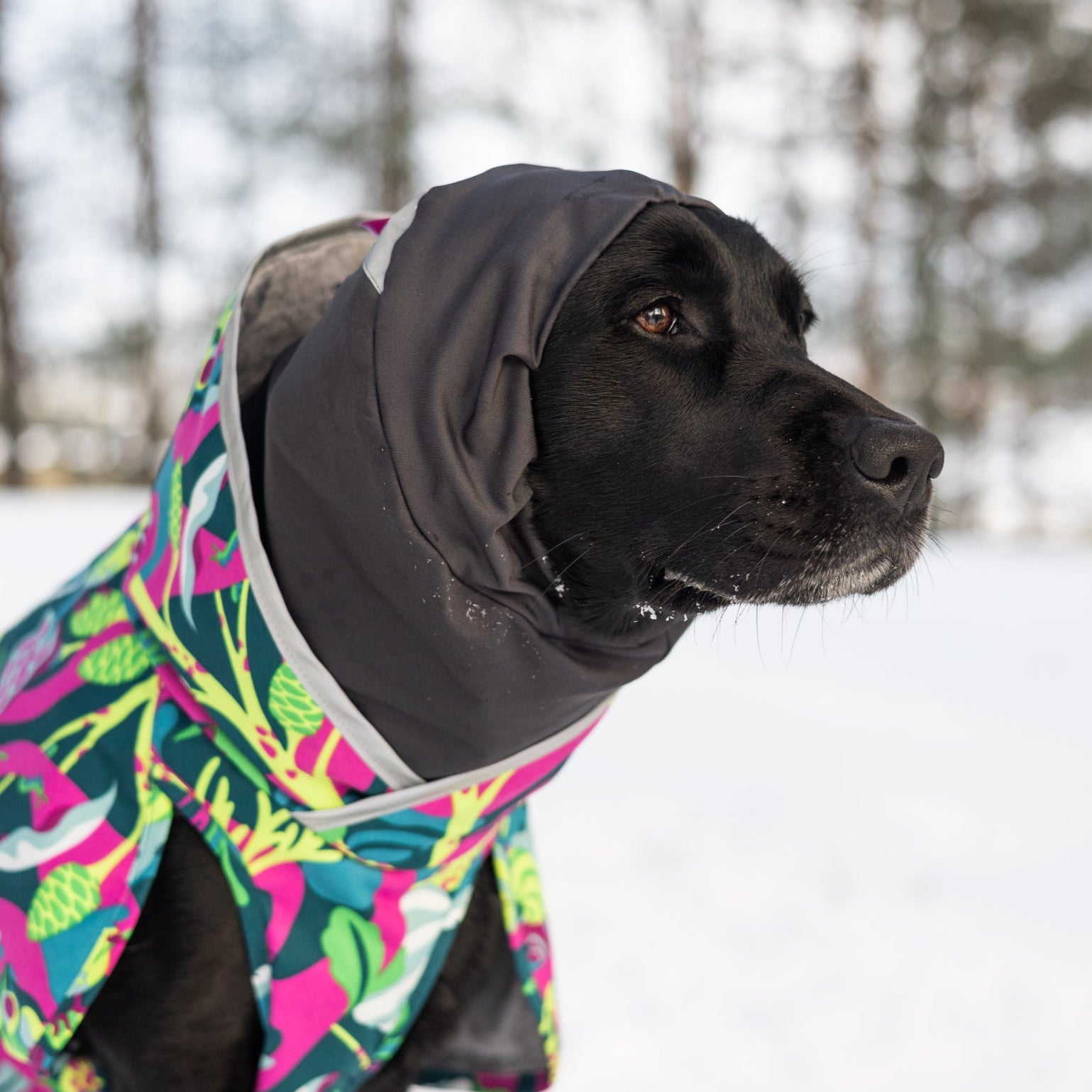 Koiran lämpökauluri HuppuPomppa suojaa koiran kaulaa, niskaa sekä korvia.