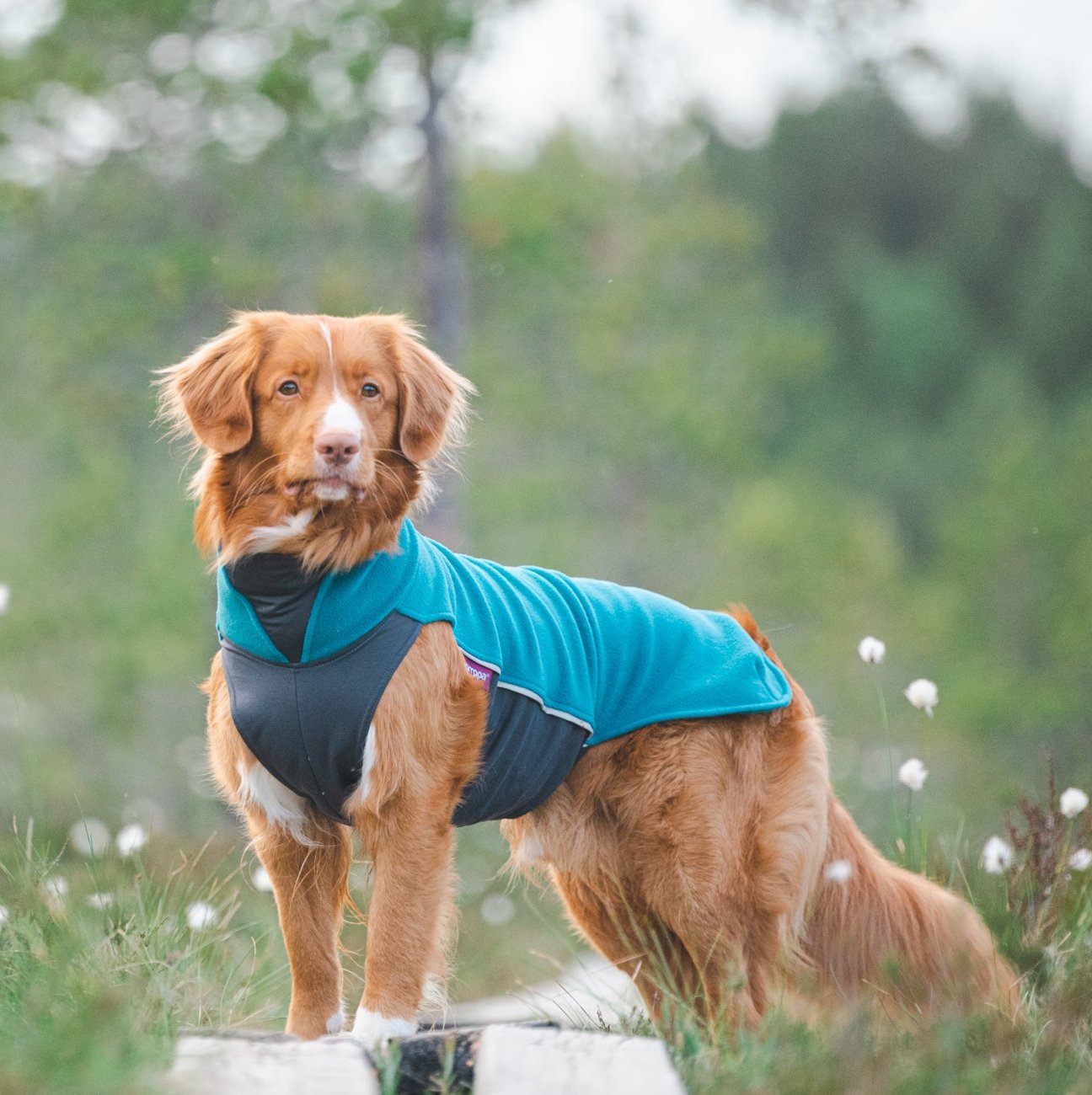 JumppaPomppa Petrol on joustava ja monipuolinen koiran lämpöpaita.