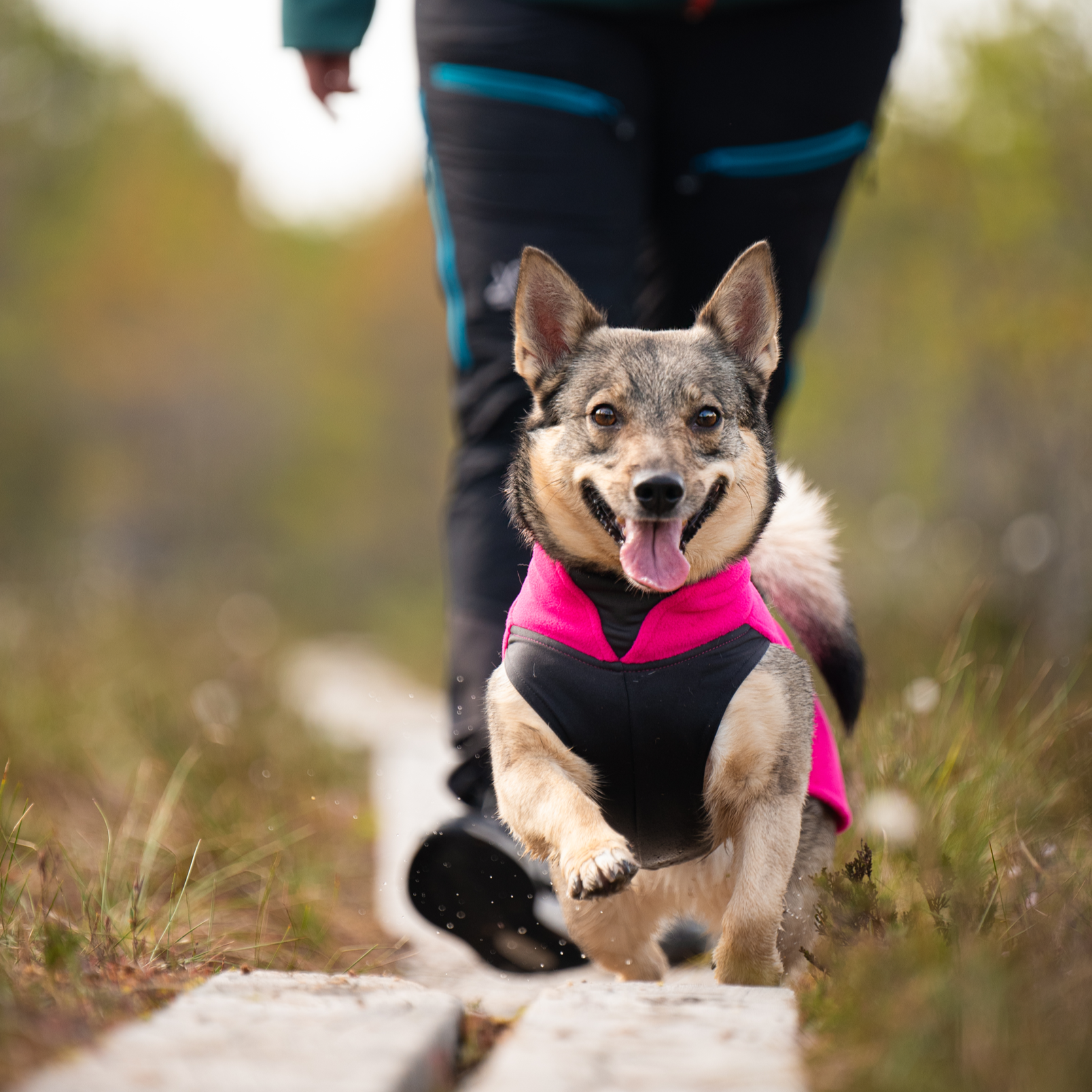 JumppaPomppa koiran lämpöpaita värissä Pink.