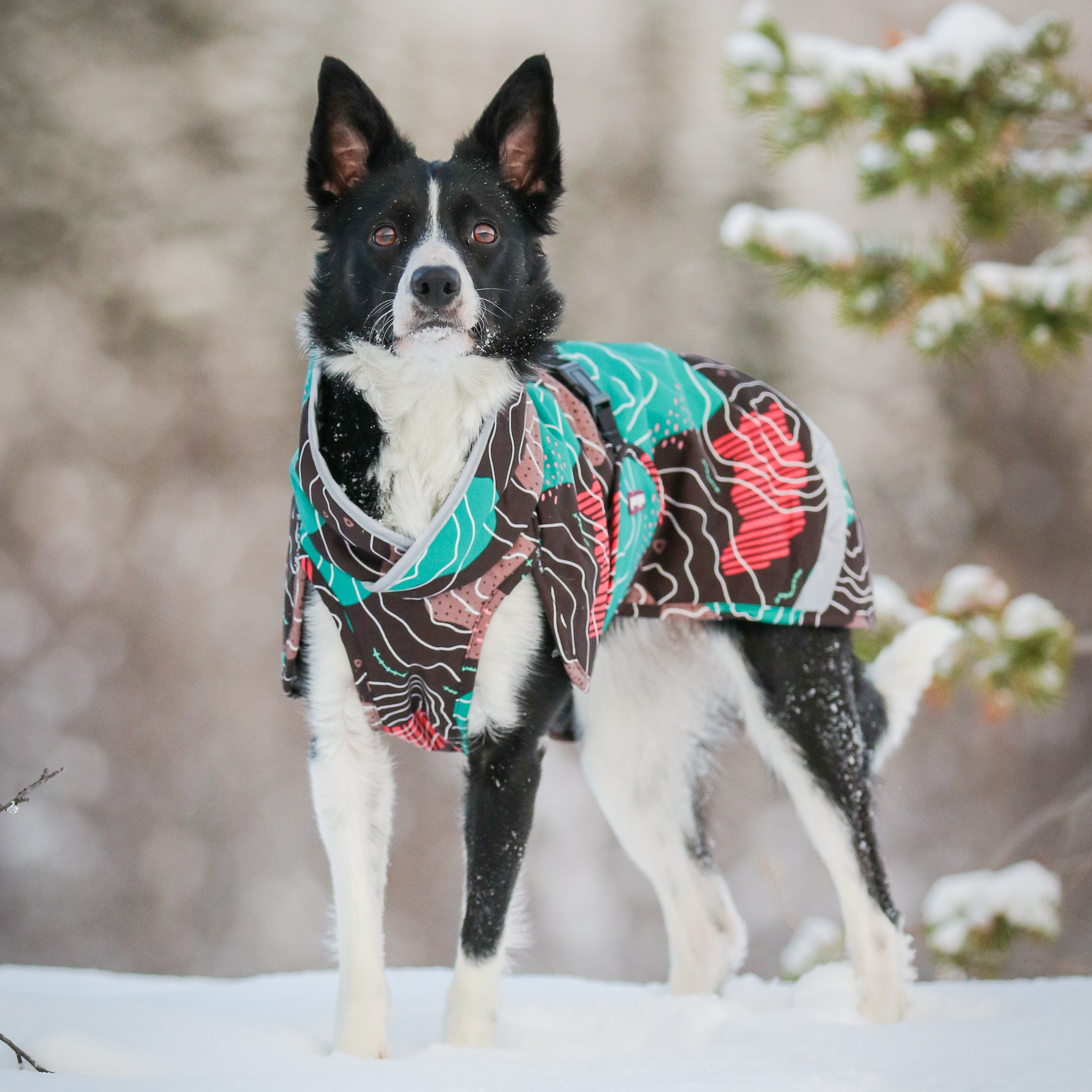 Perus RePomppa #2425125, koko 56