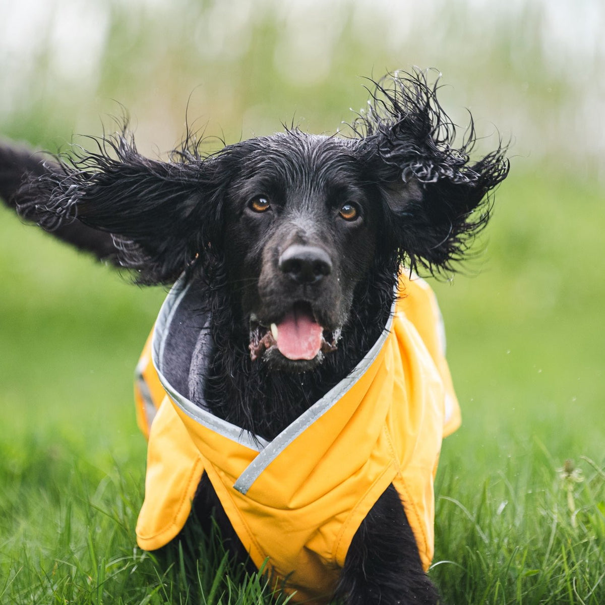 Curry yellow lightweight midseason dog raincoat KevytPomppa.