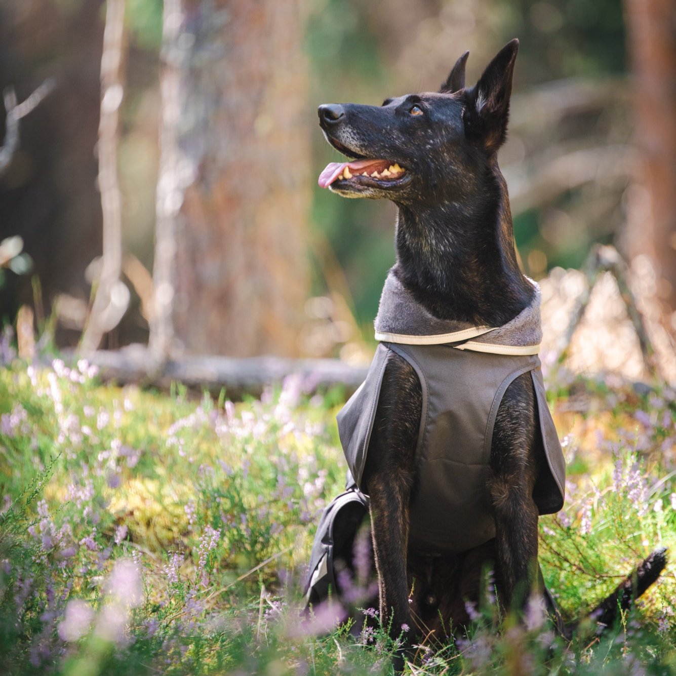 Graphite colored lightweight midseason dog raincoat KevytPomppa.