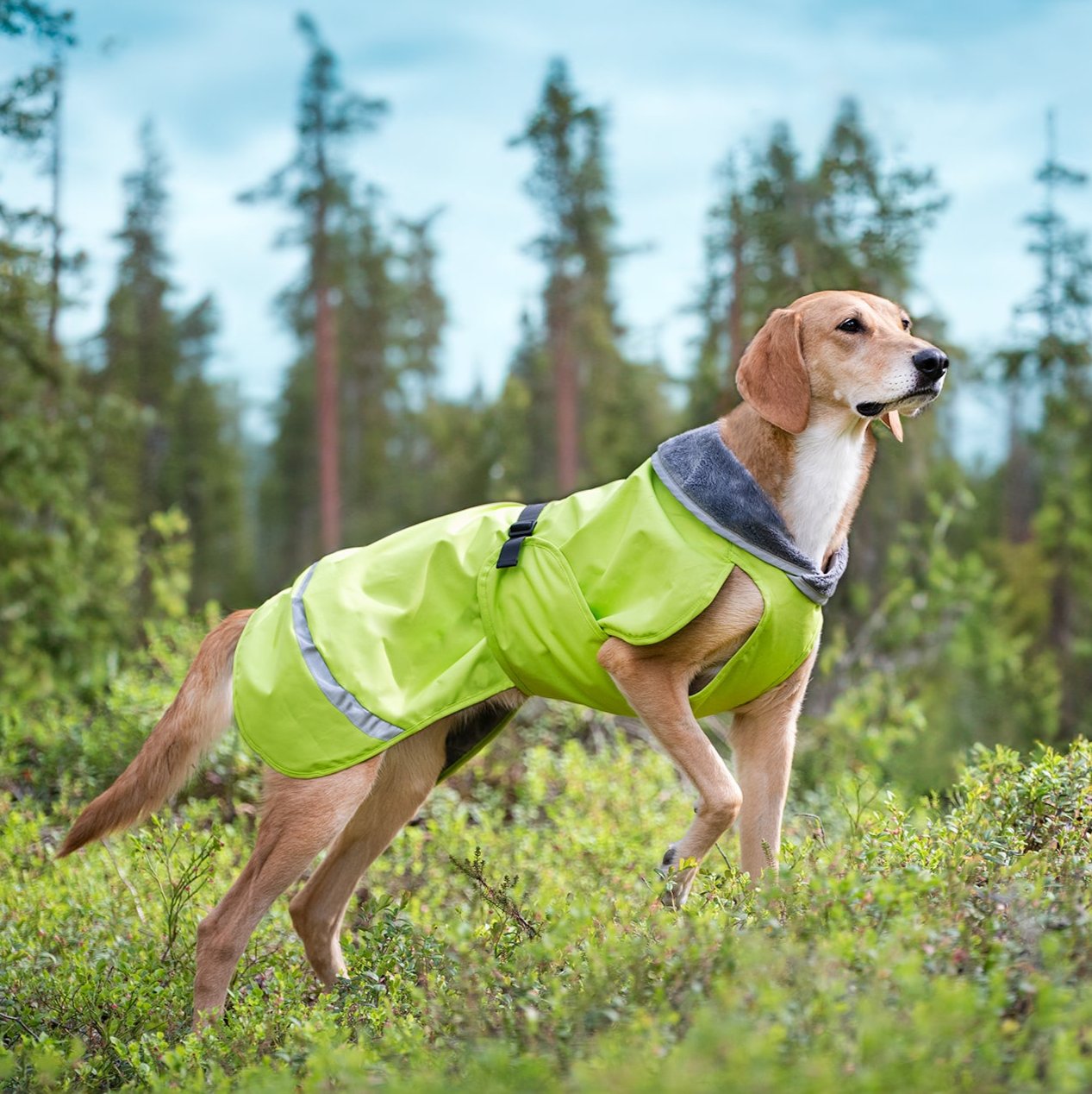 Lightweight midseason dog raincoat KevytPomppa Lime.