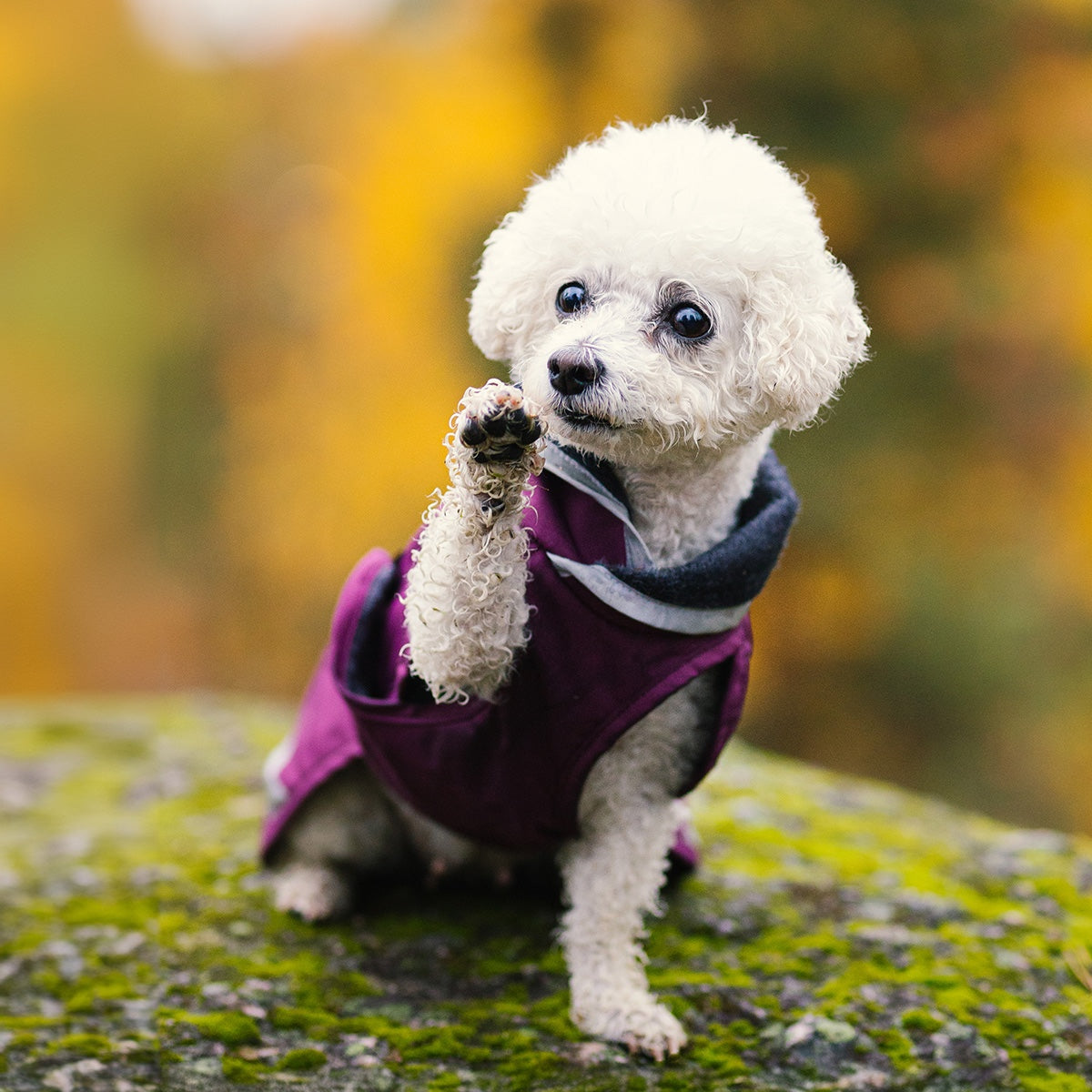 Lightweight midseason dog raincoat KevytPomppa Plum.