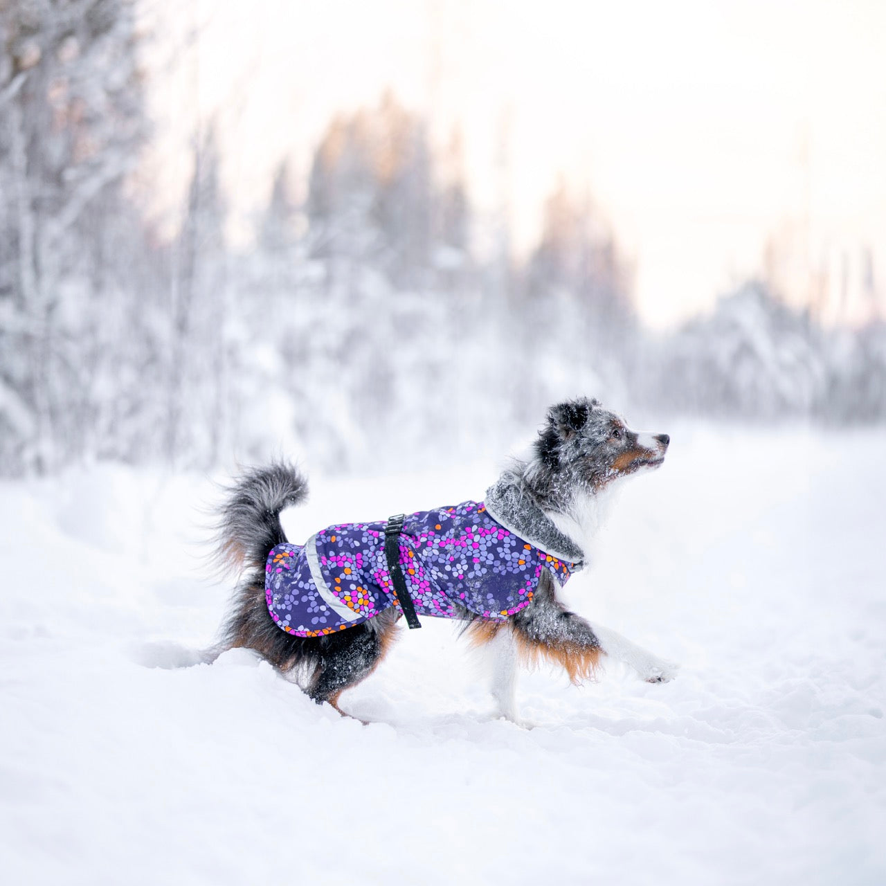 PerusPomppa koiran talvitakki värissä Cosmos.
