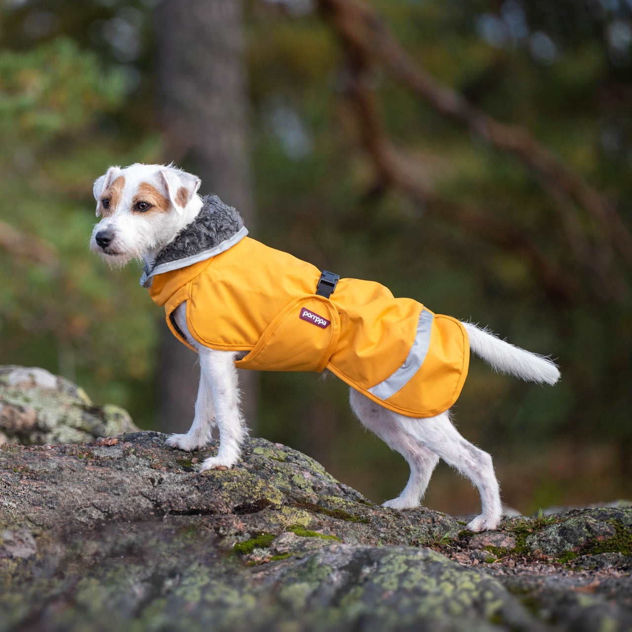 Koiran Curryn värinen talvitakki PerusPomppa.