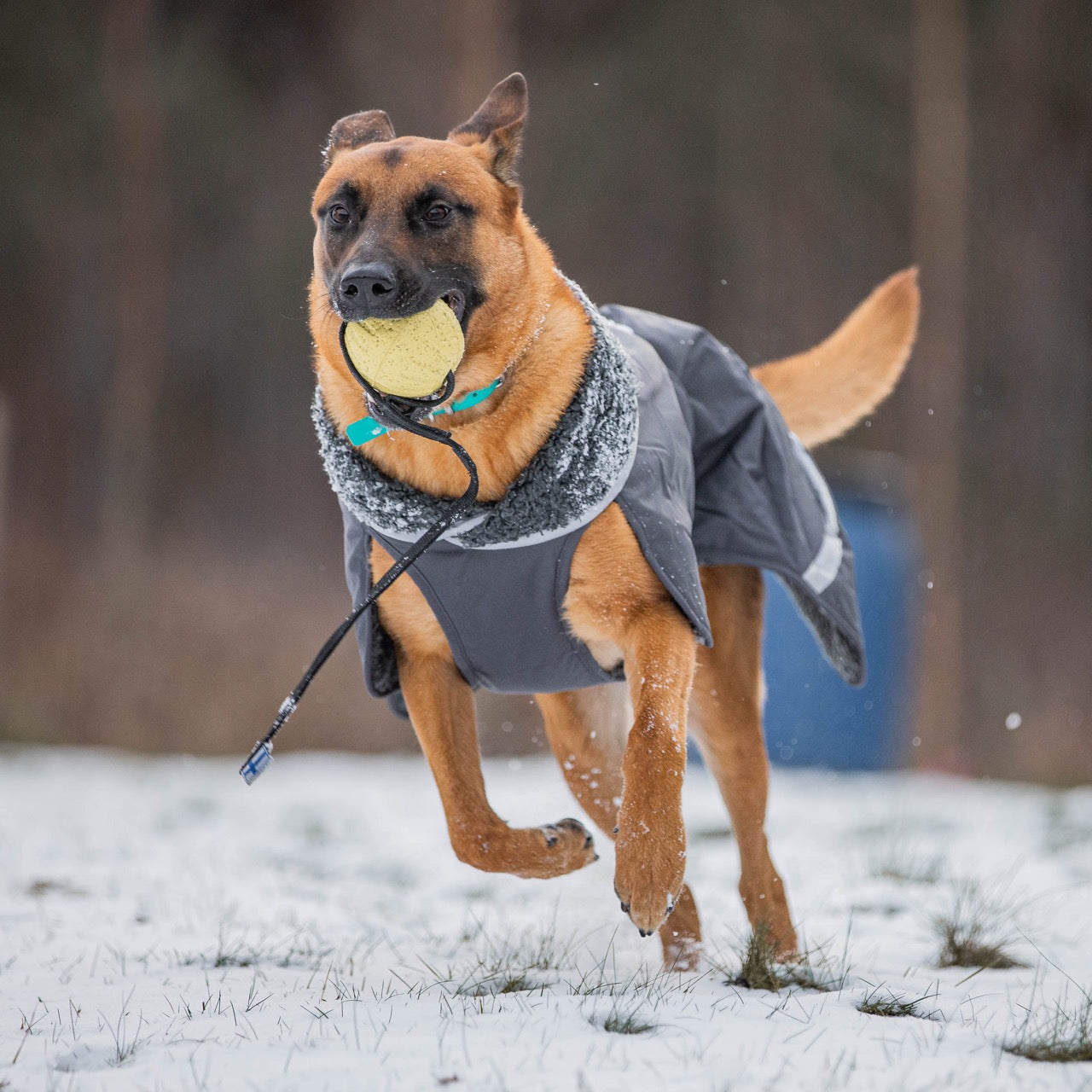 Koiran talvitakki PerusPomppa värissä Forest.