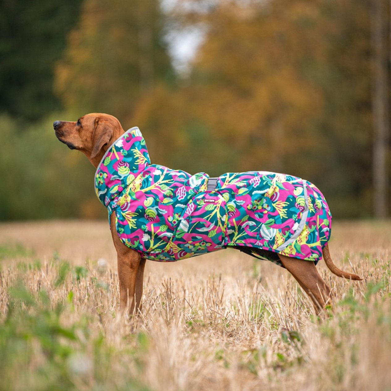 Koiran talvitakki PerusPomppa värissä Trail.