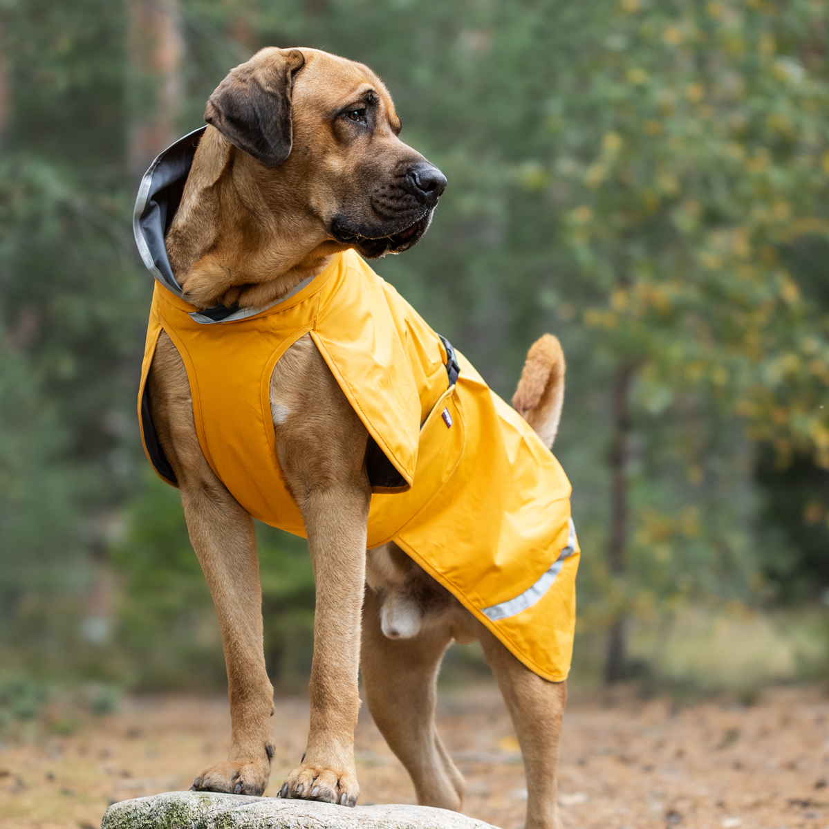 Sade RePomppa #K2526035, koko 75