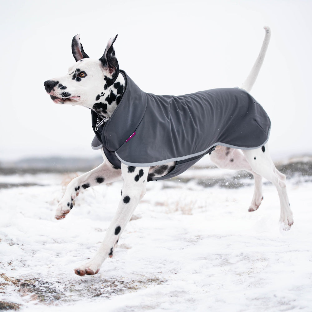 SporttiPomppa Graphite is a waterproof and warm softshell dog coat for three season use.
