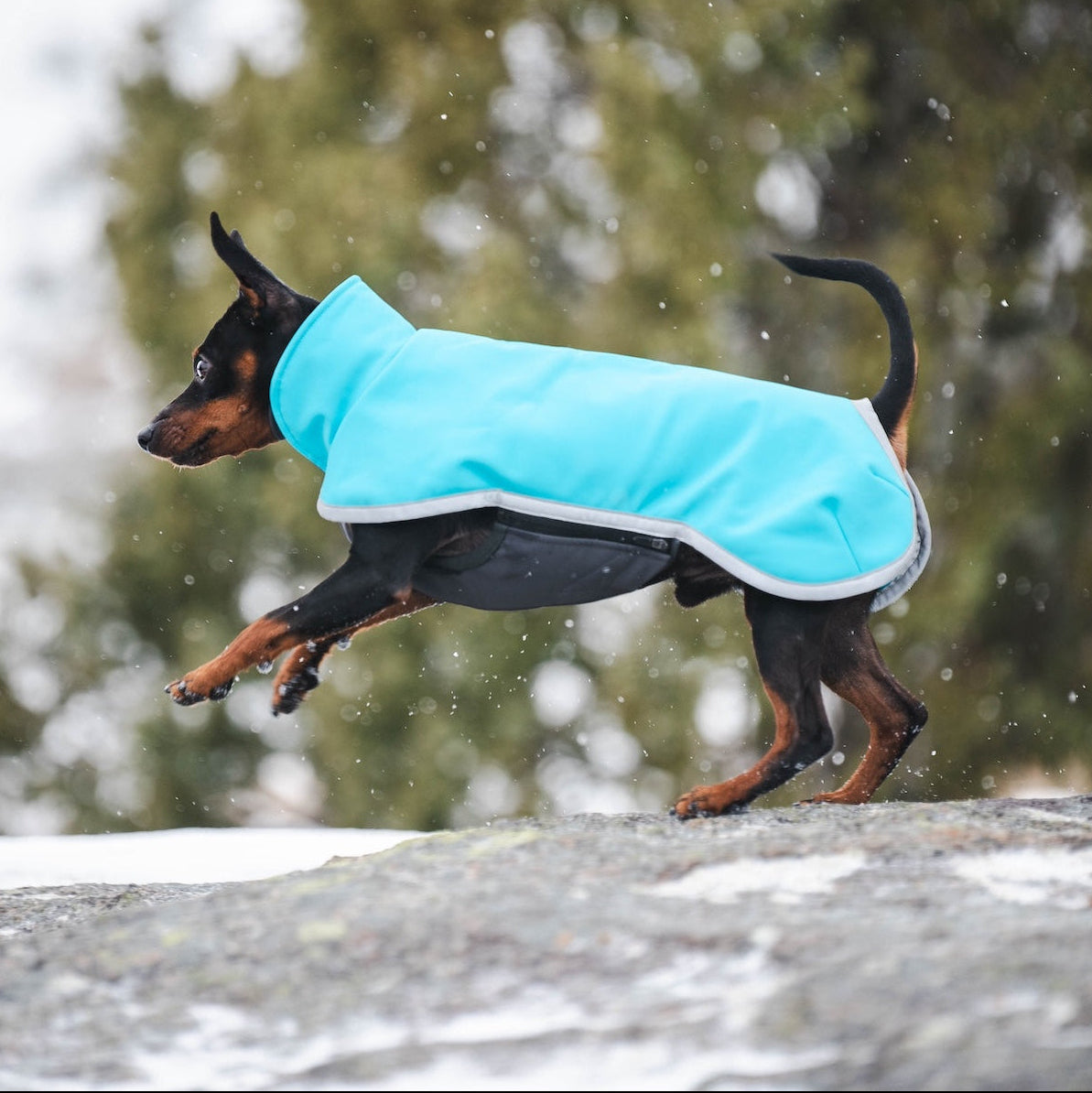 Pompan SporttiPomppa värissä arctic suojaa koiraa sateelta, tuulelta, kuralta ja kylmältä.