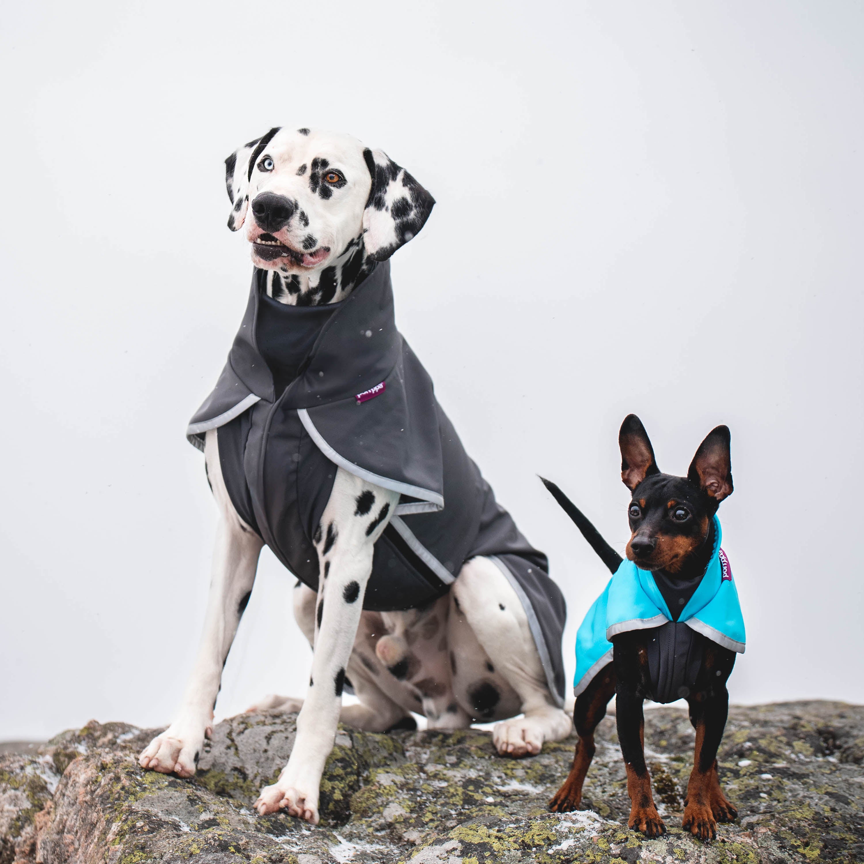 SporttiPomppa Graphite is a waterproof and warm softshell dog coat for three season use.
