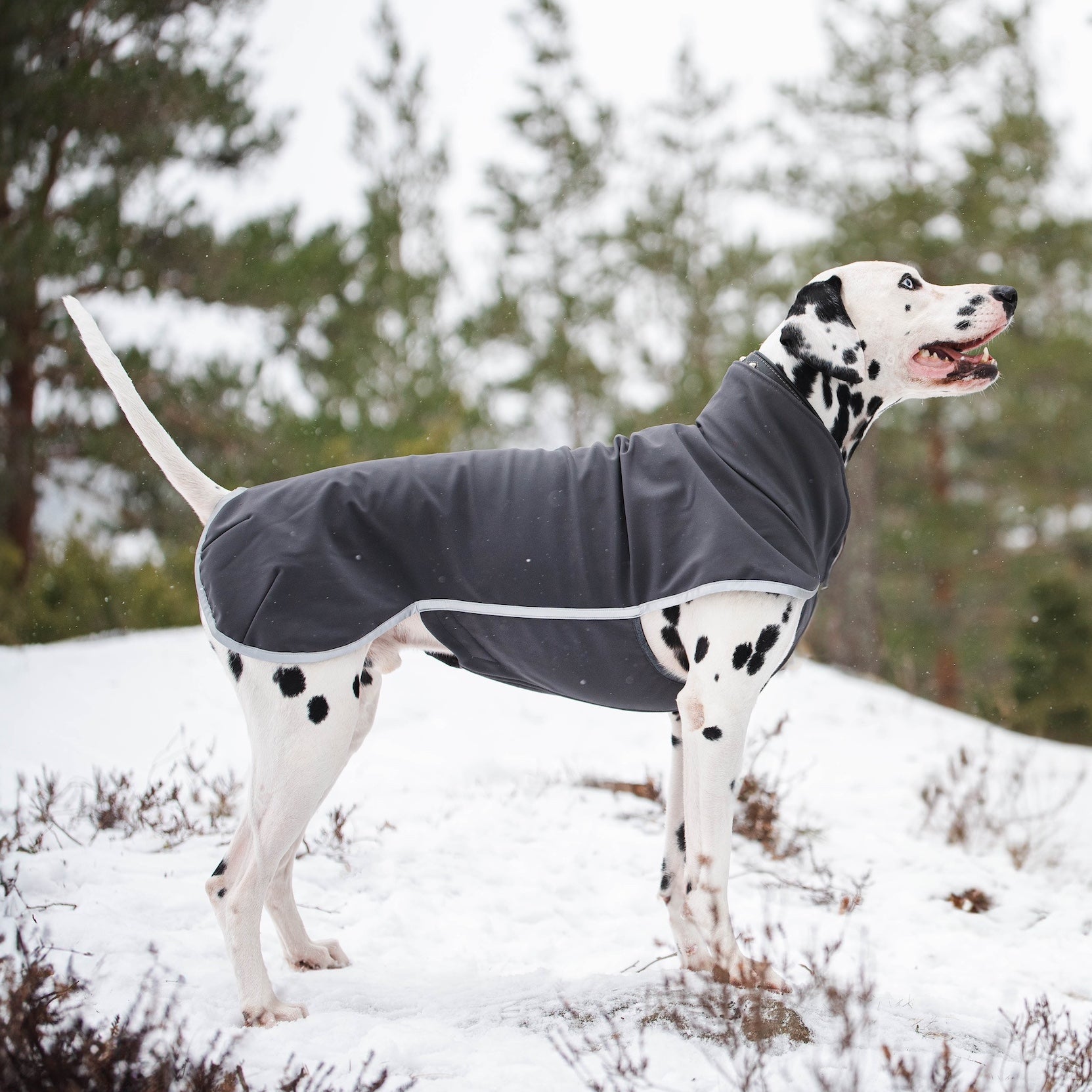 SporttiPomppa Graphite is a waterproof and warm softshell dog coat for three season use.