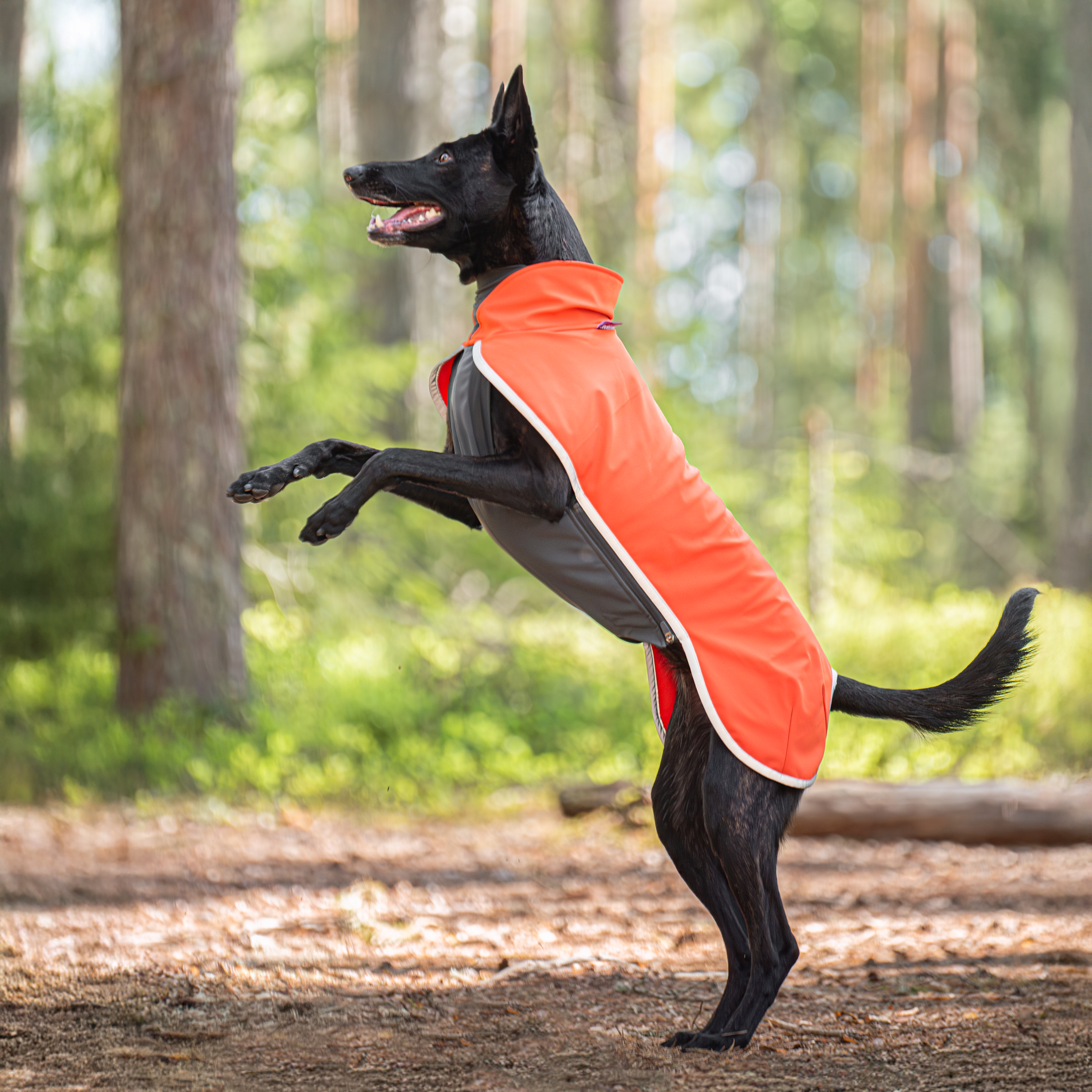 Koiran vedenpitävä ja lämmin softshell-takki värissä Habanero.