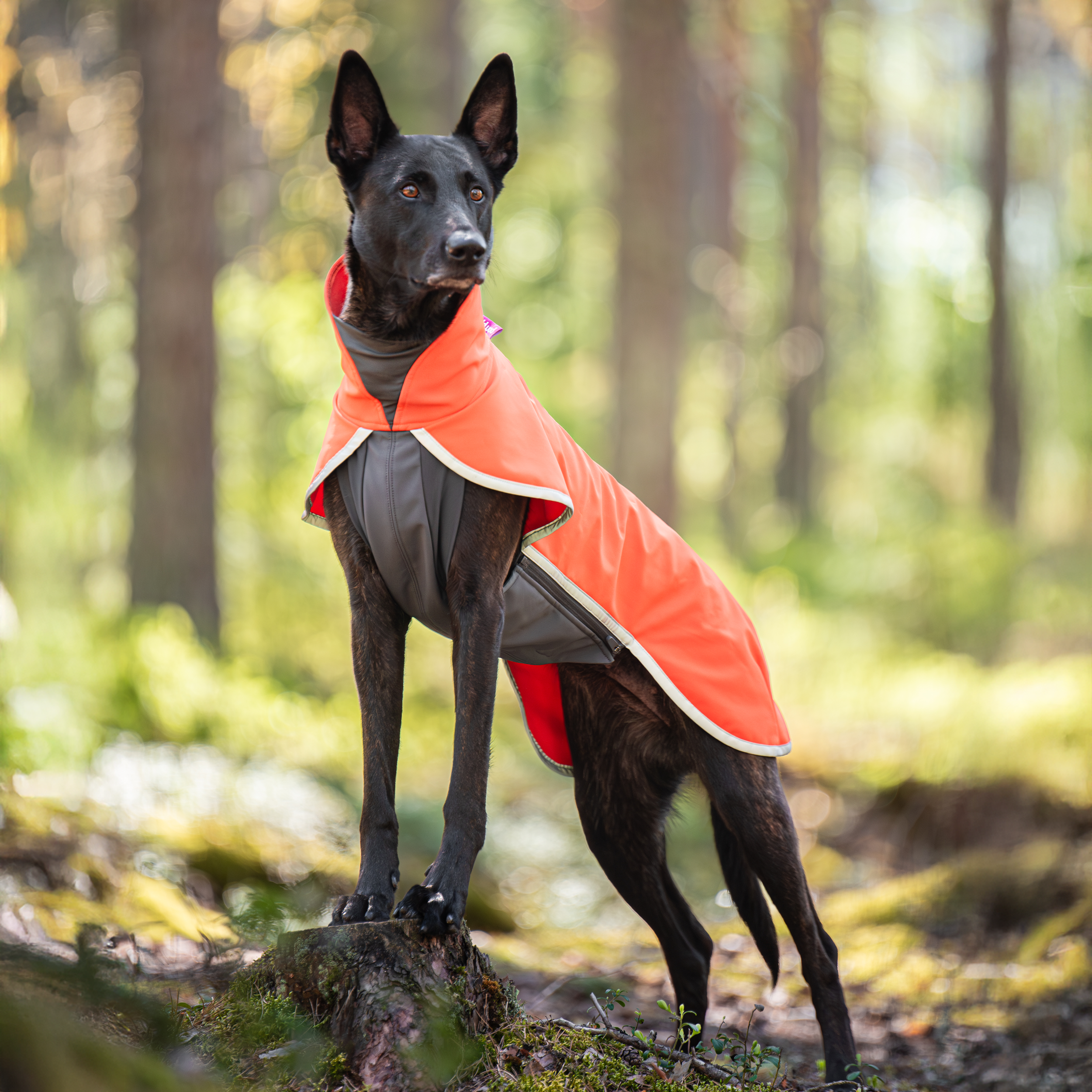 SporttiPomppa Habanero on vedenpitävä ja lämmin koiran softshell-takki.
