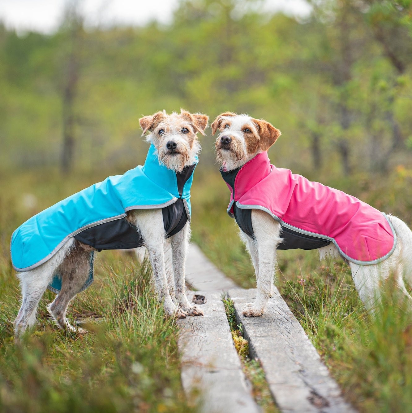 SporttiPomppa Graphite is a waterproof and warm softshell dog coat for three season use.