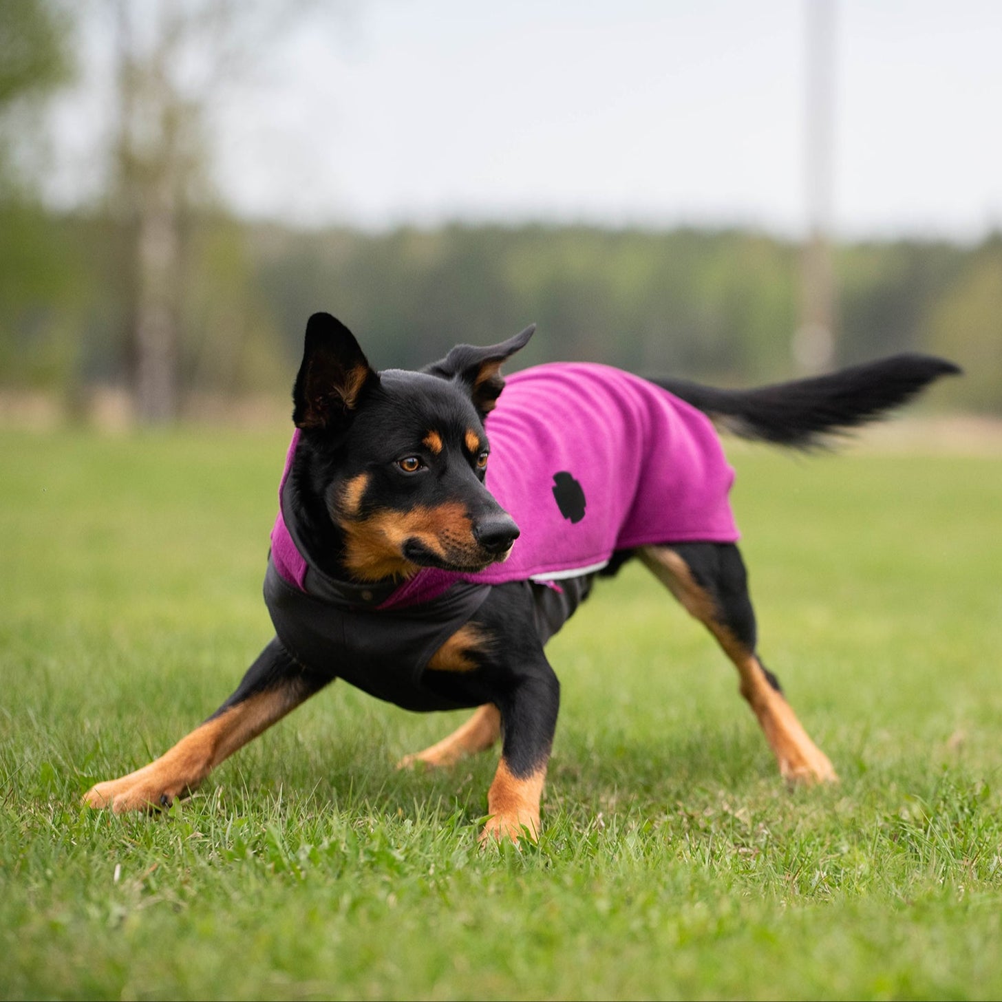 Vaatelaastari® FabPatch™ on laadukas ja helppo korjauspaikka koiran takkeihin.