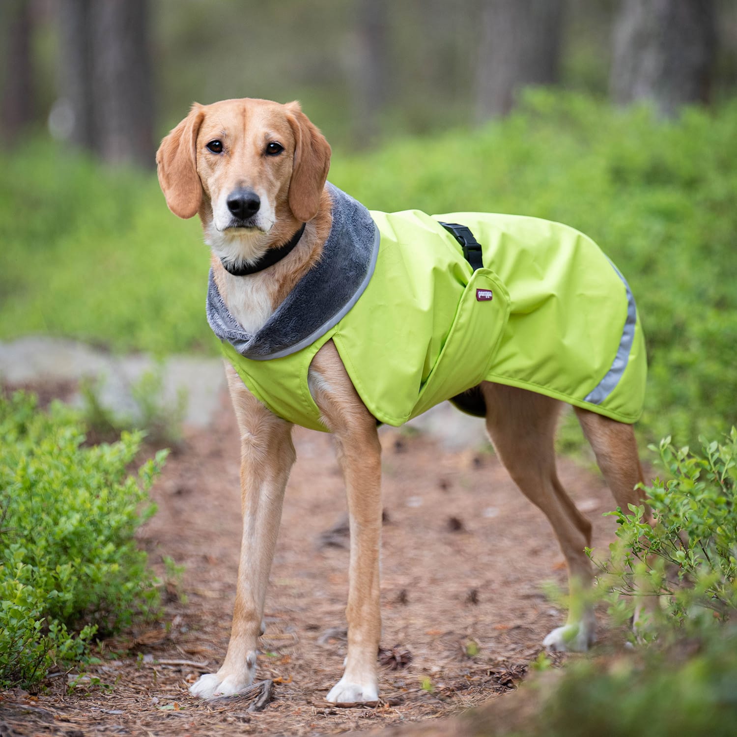 Lightweight midseason dog raincoat KevytPomppa Lime.