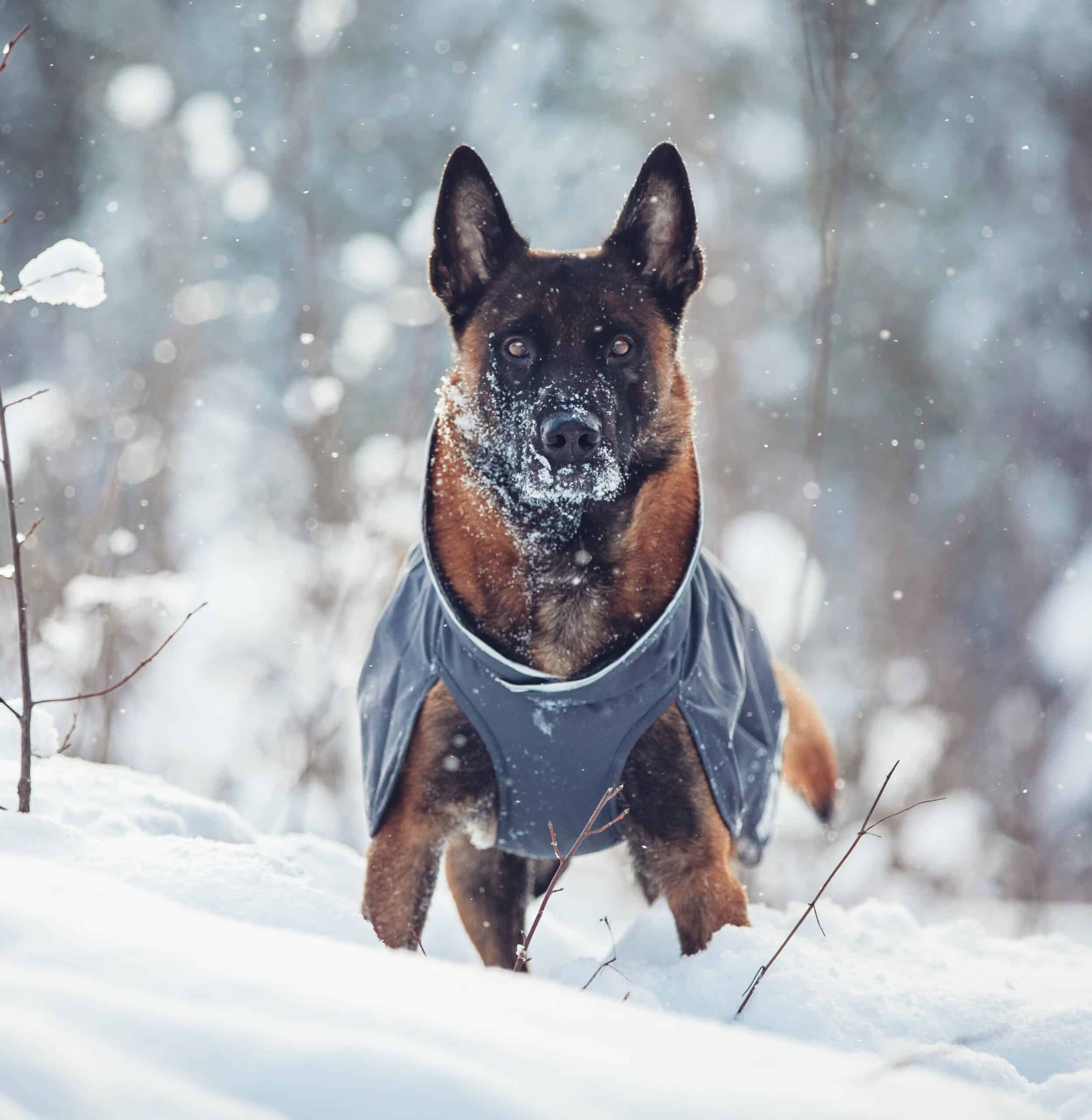 Graphite colored lightweight midseason dog raincoat KevytPomppa.