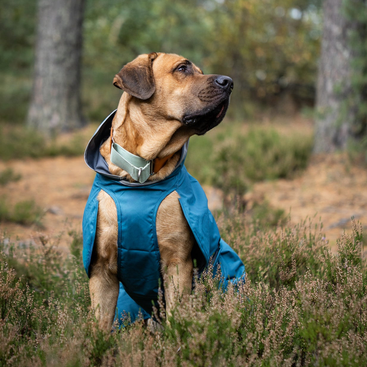 Sade RePomppa #K2526034, koko 75