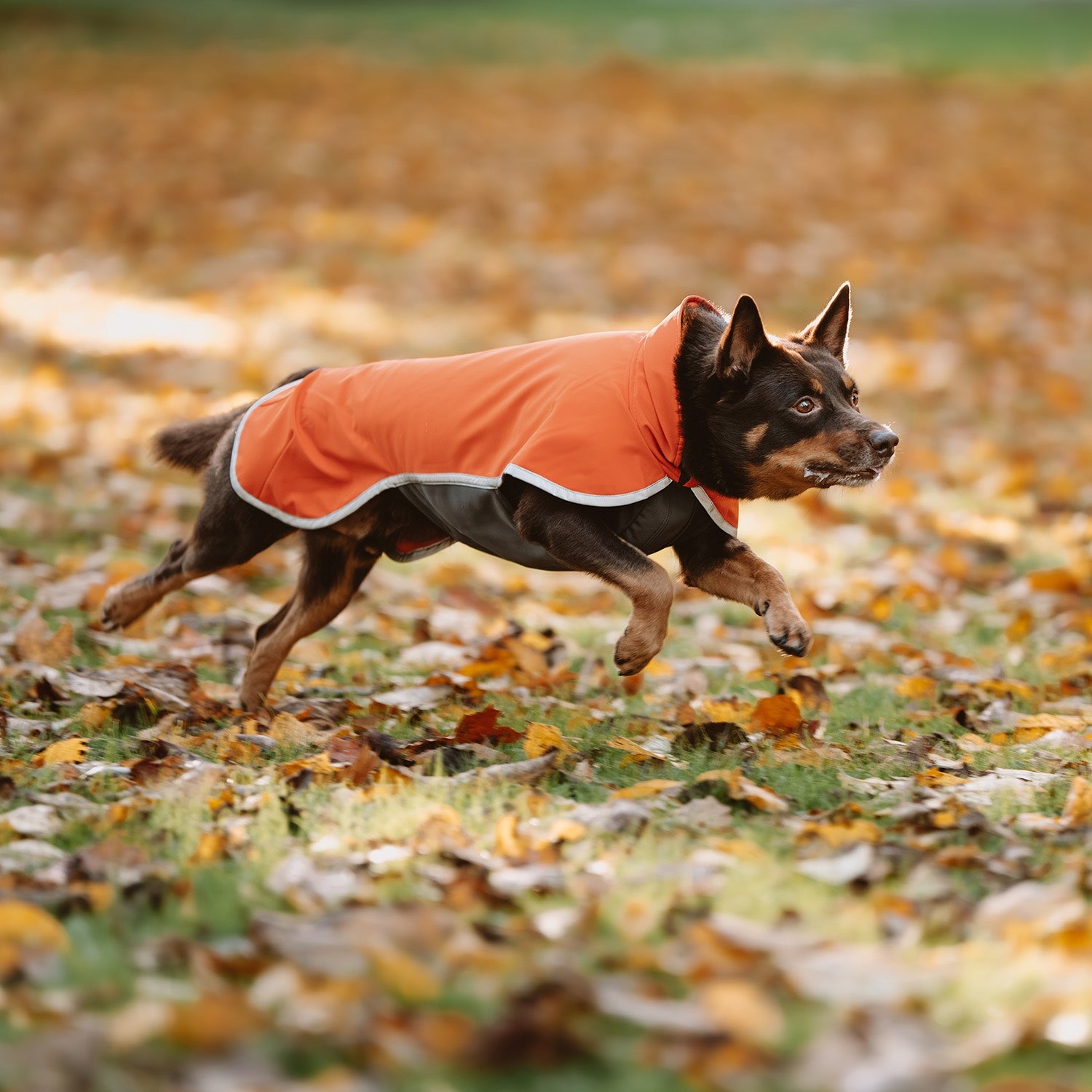 SporttiPomppa Habanero