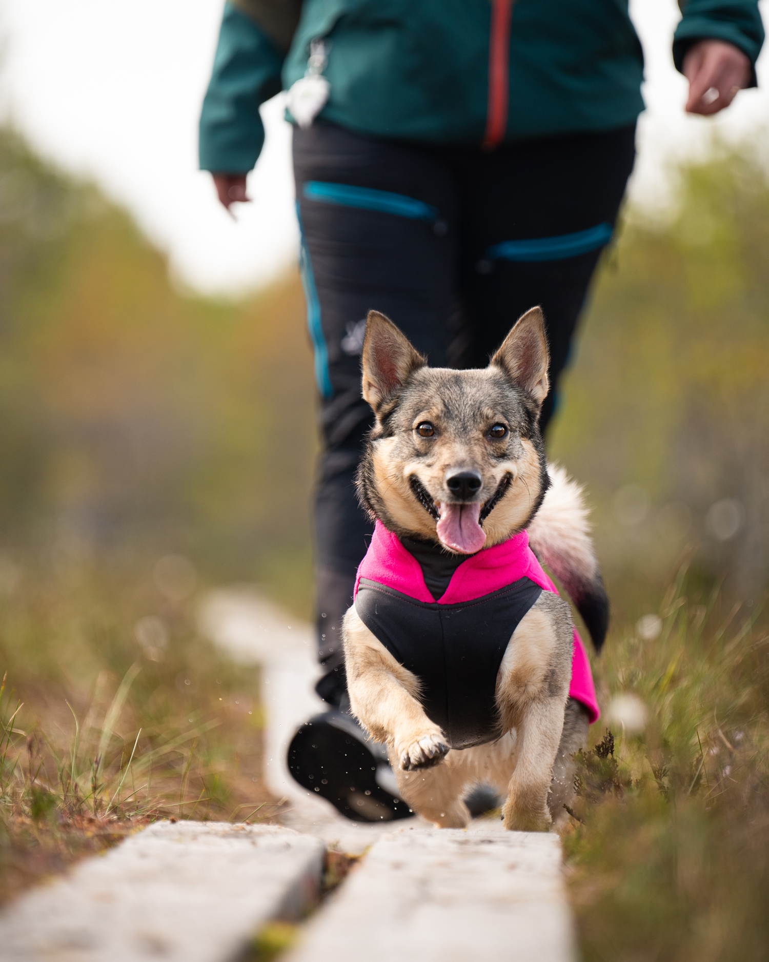 Dog walking on a trail wearing a pink JumppaPomppa jumper.