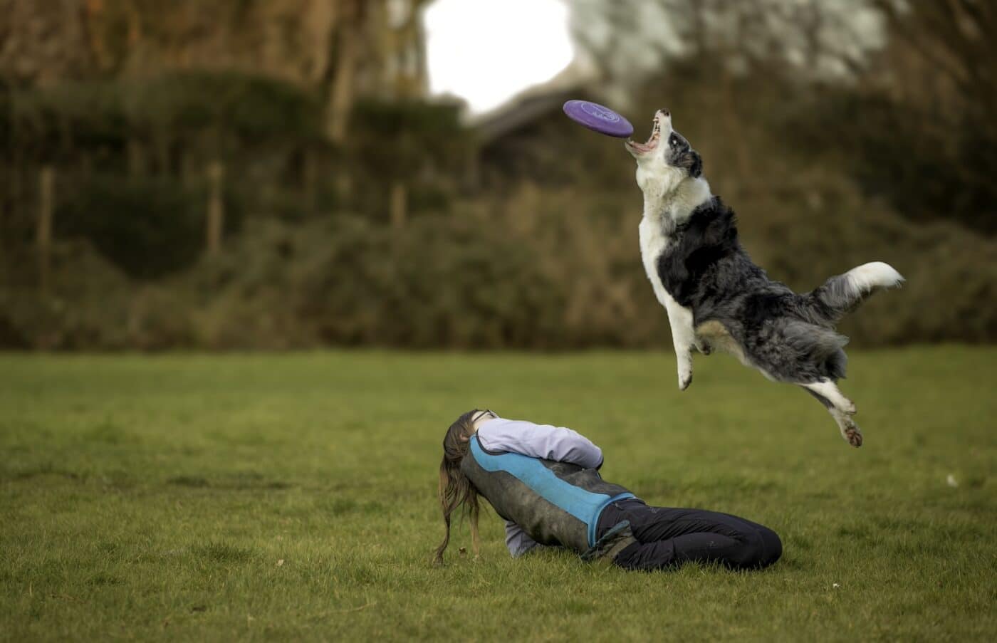 Kiinnostaako koirafrisbee? Huomioi nämä 5 tärkeää asiaa ennen kuin aloitat.