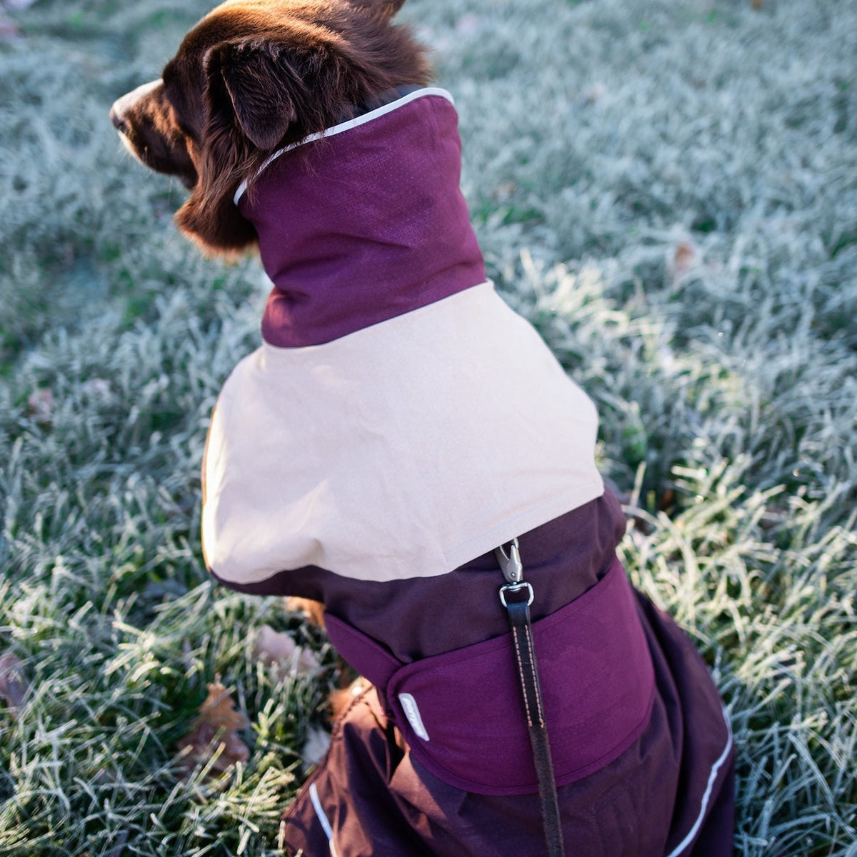 ArcticPomppa Maroon