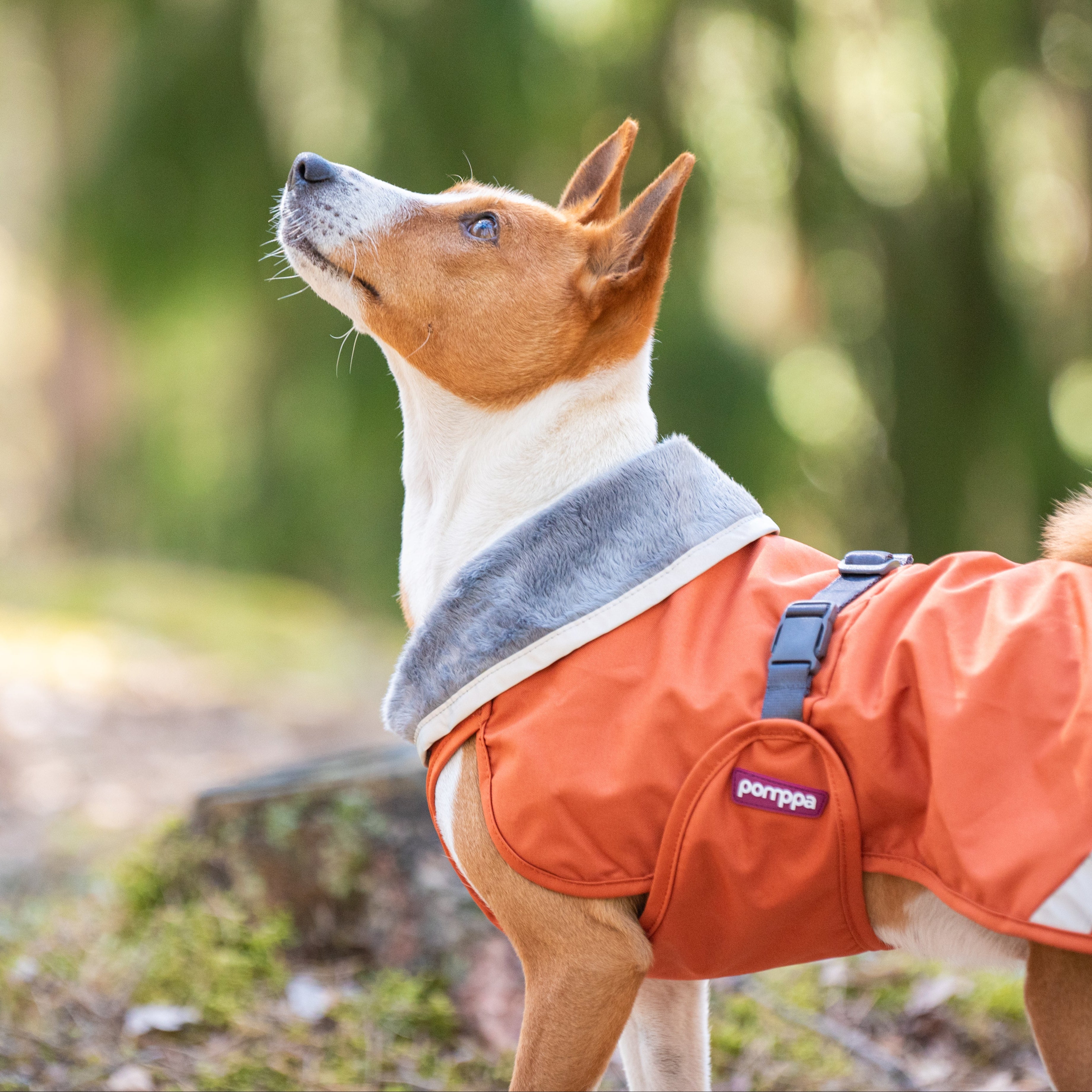 KevytPomppa Rust - Mid-season coat for dogs