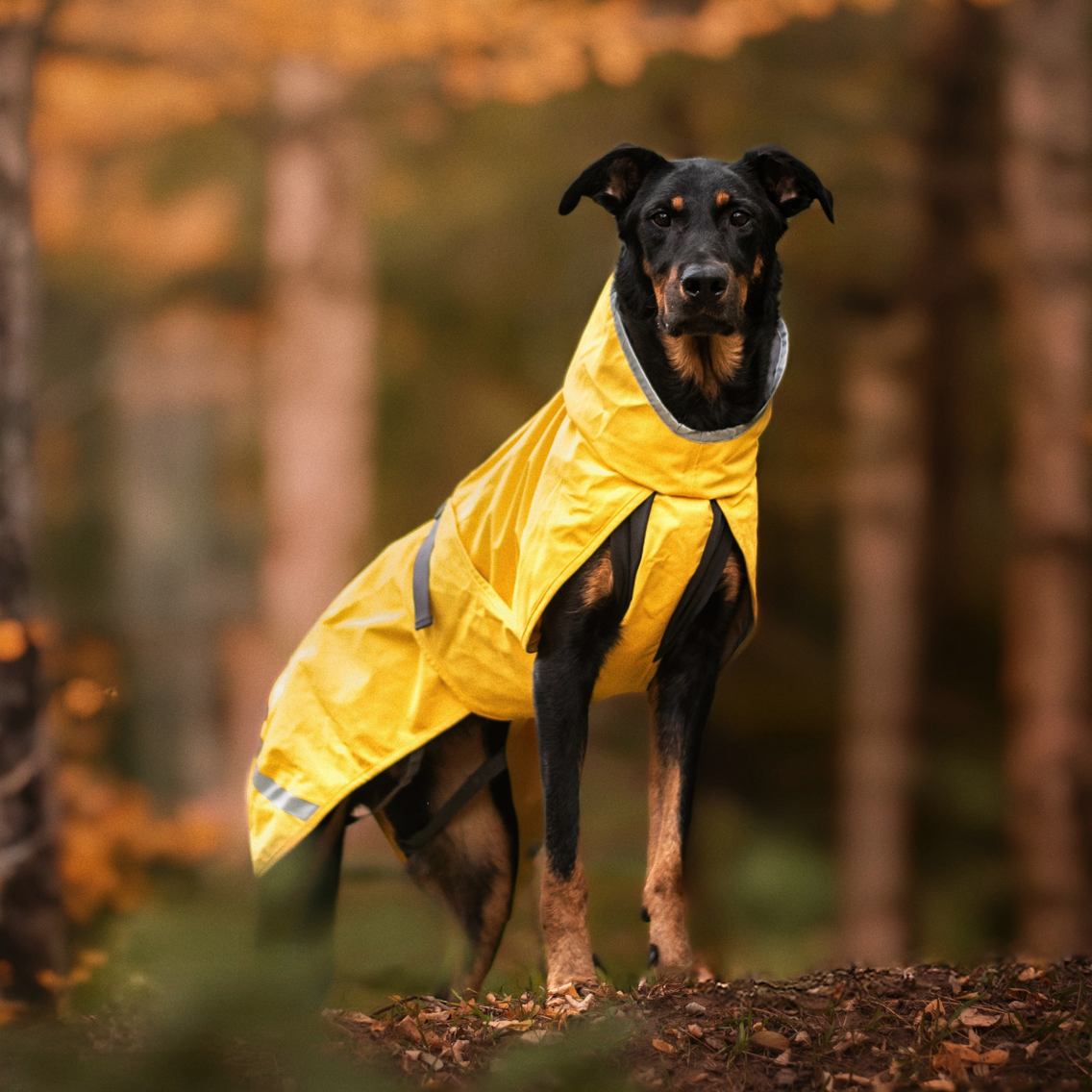 KuoriPomppa Lemonade