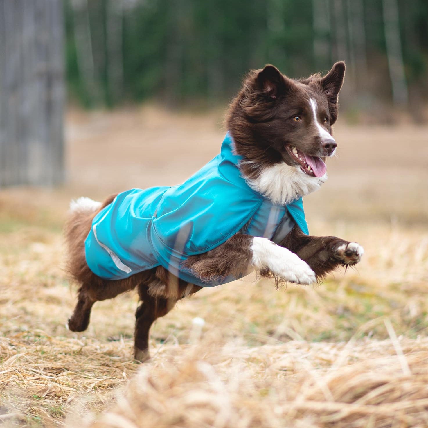 Pompan vuoriton kuoritakki KuoriPomppa värissä Arctic.