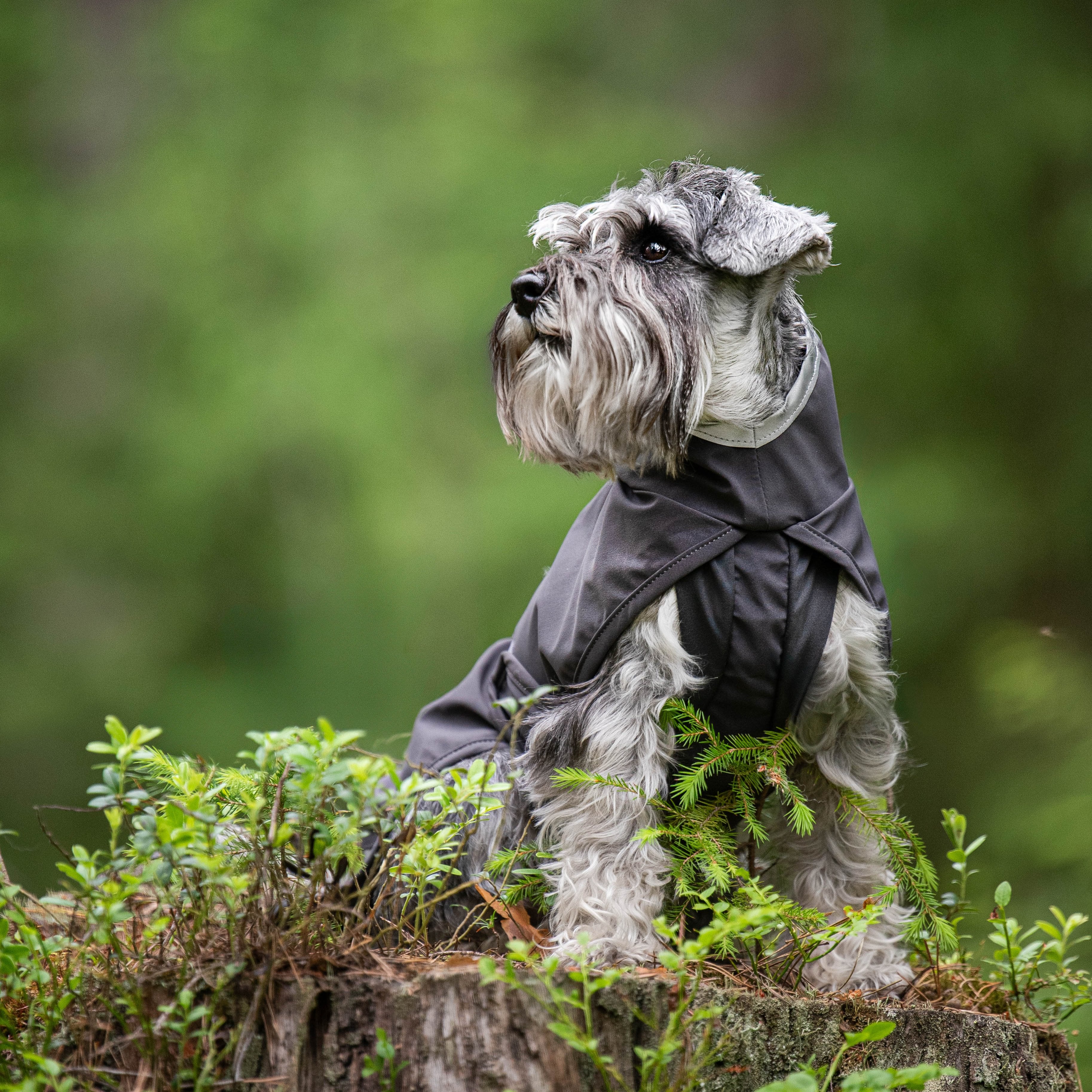 KuoriPomppa, the unlined dog shell jacket in colour graphite.