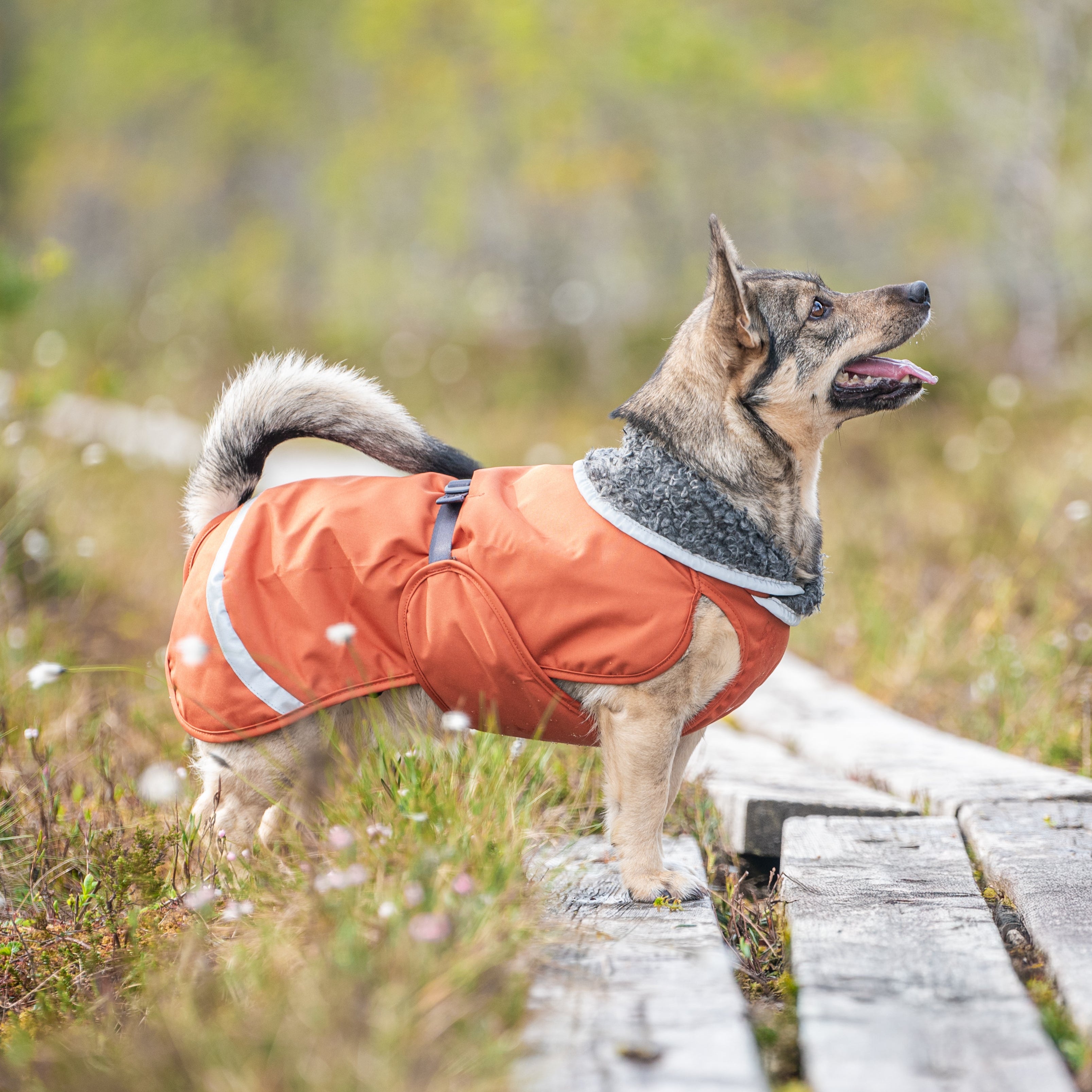 PerusPomppa Rust on paksu ja lämmin koiran talvitakki kylmiin ja kosteisiin sääolosuhteisiin. 
