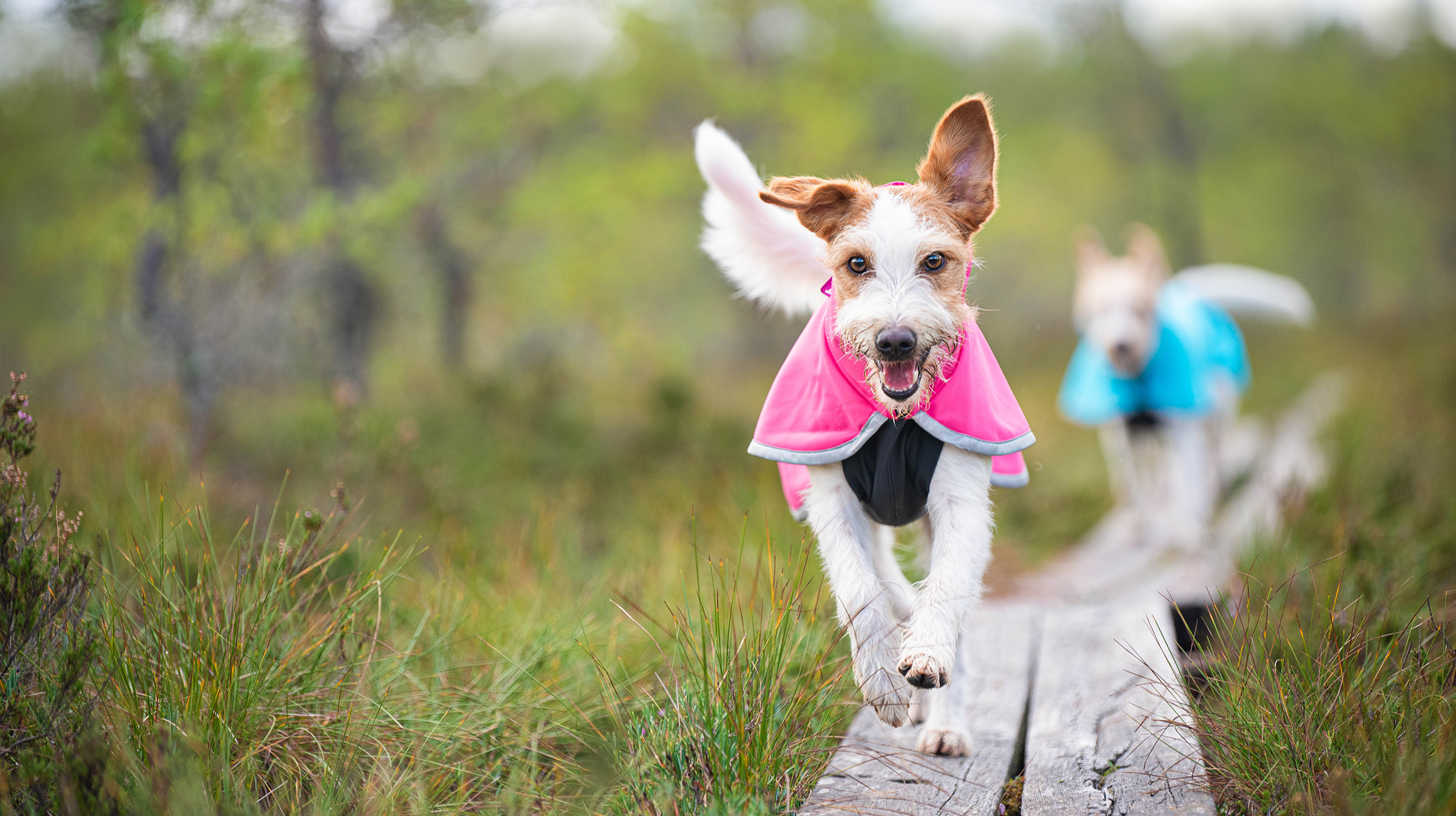 Pomppa Dogwear | Weatherproof clothing for dogs Pomppa Dogwear | Weatherproof clothing for dogs
