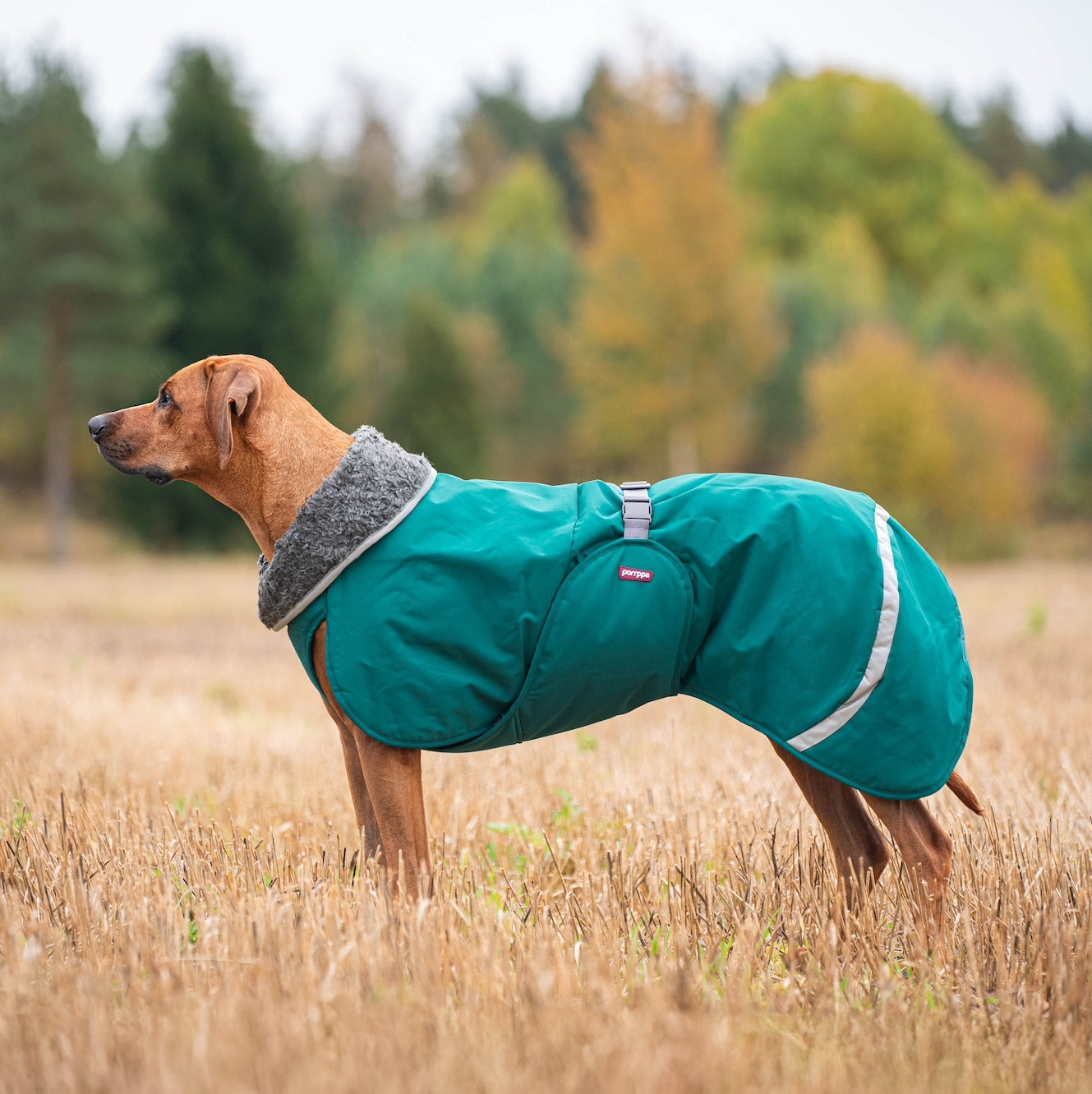 ToppaPomppa Graphite - Winter coat for dogs
