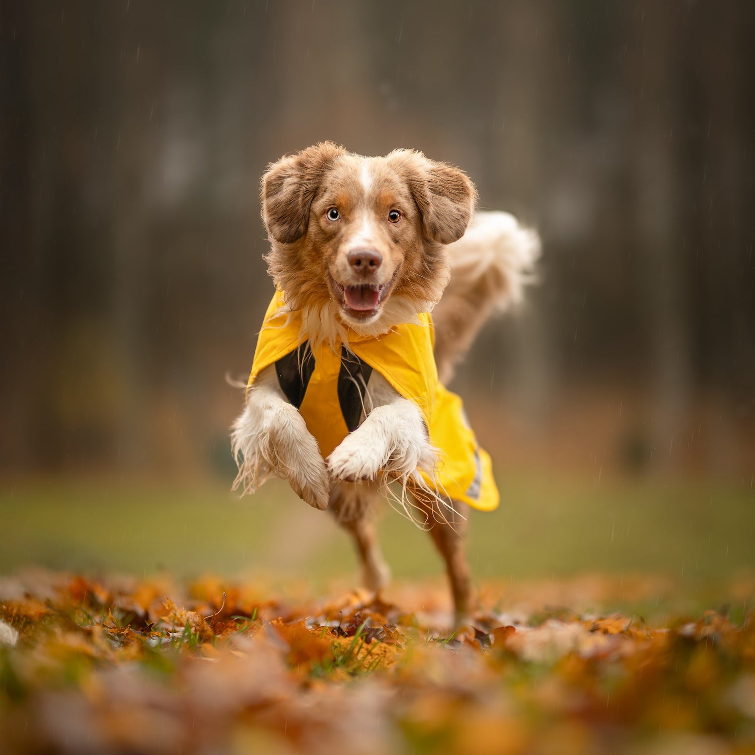 Raincoats