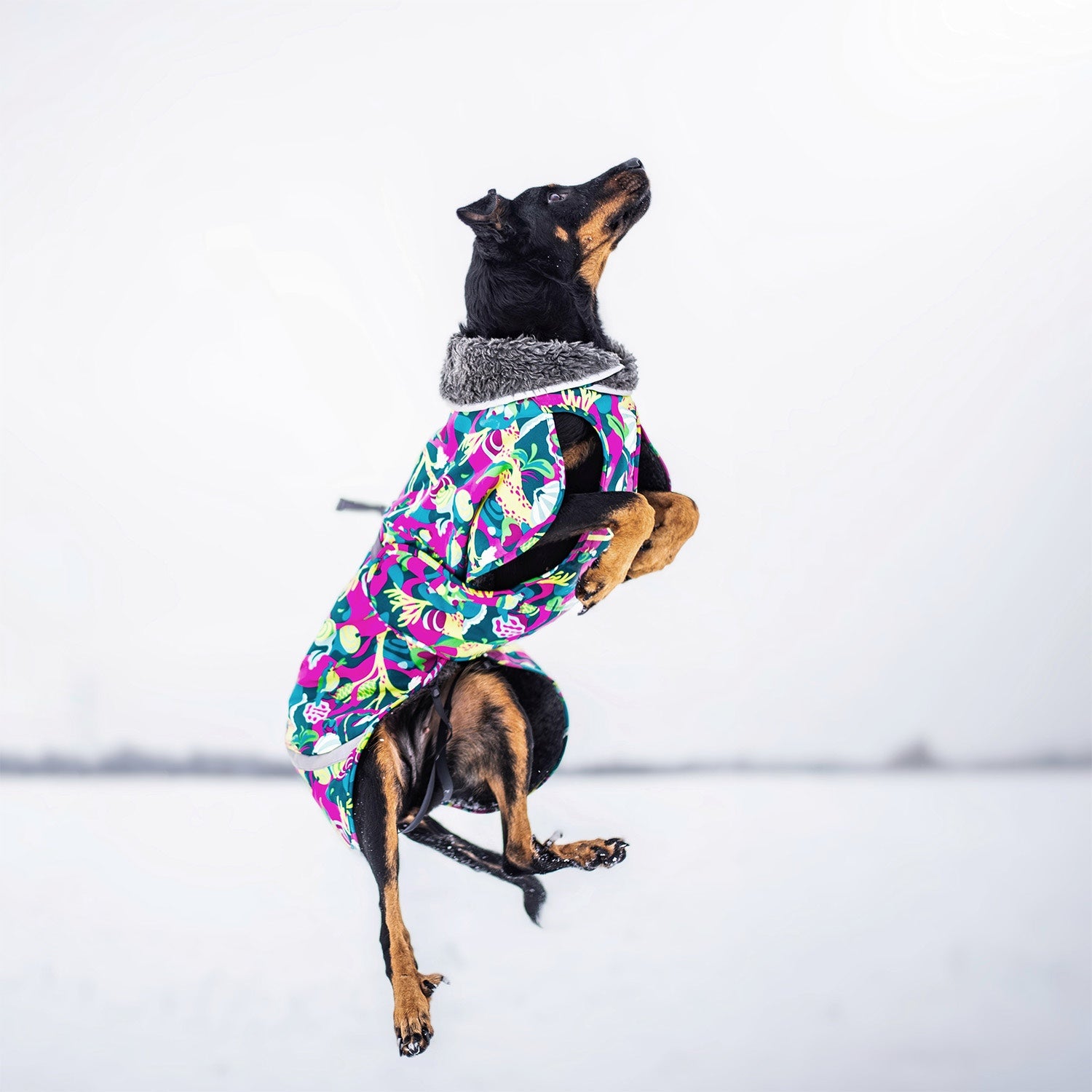 PerusPomppa Graphite - Winter coat for dogs